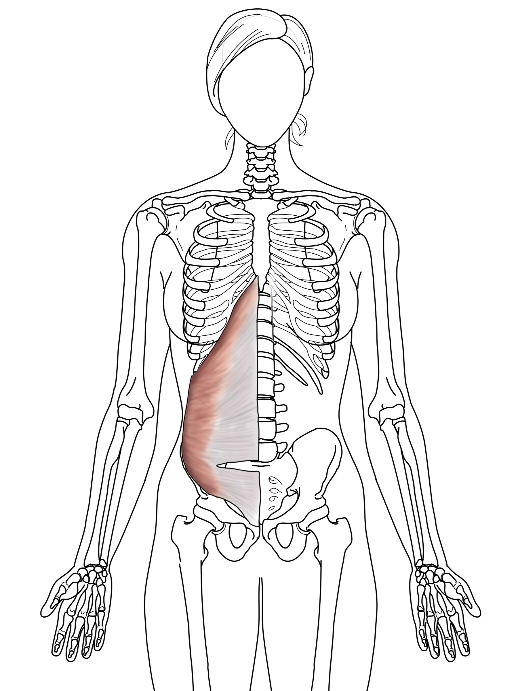 Transverse Abd.jpg