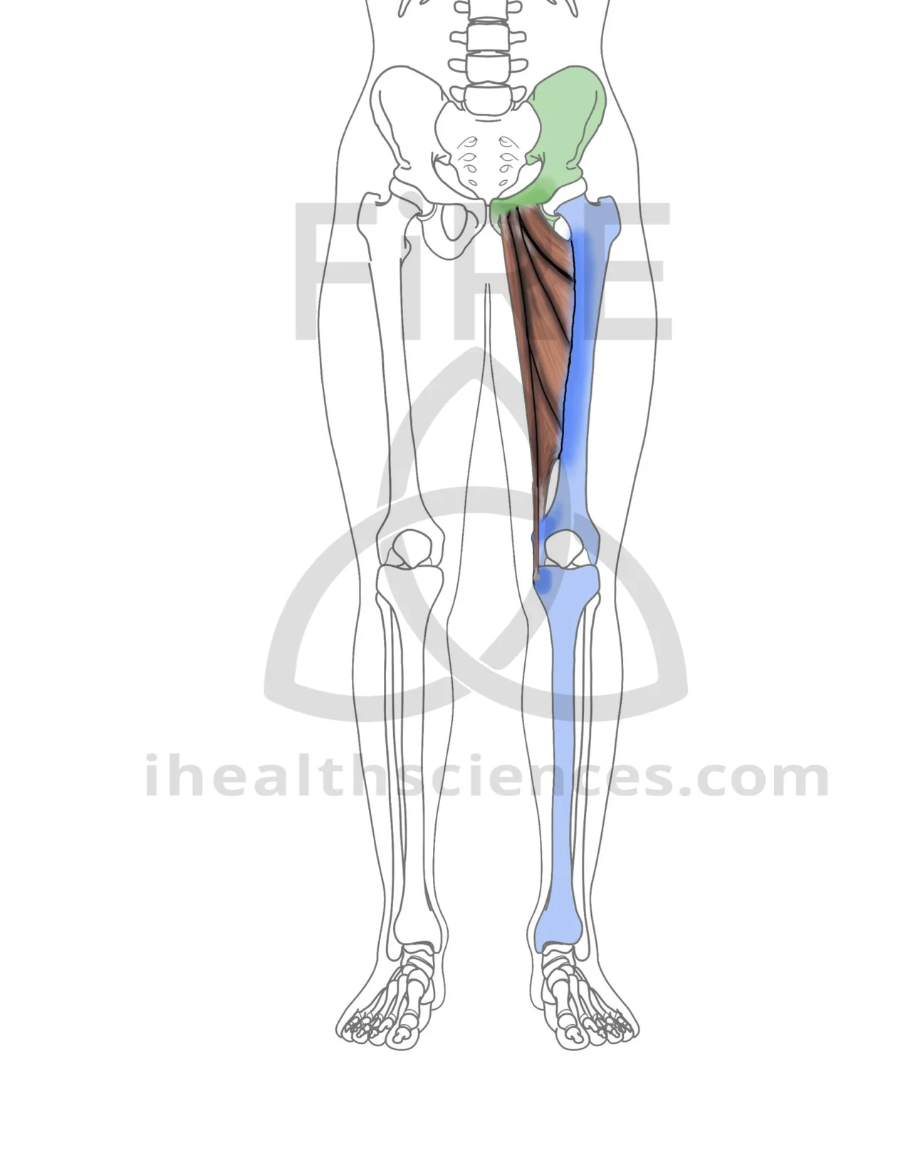 Adductor Longus — Integrated Health Sciences