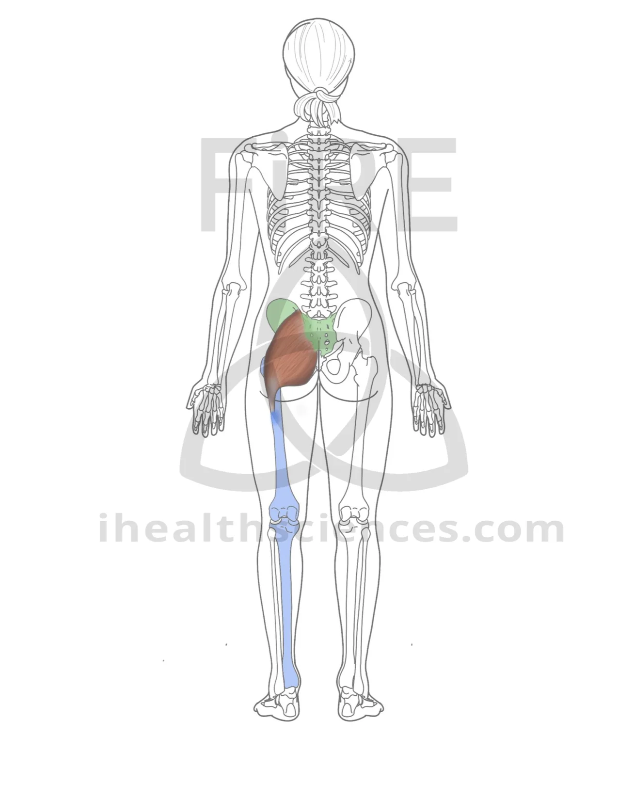 gluteus maximus (posterior, no IT band).jpg