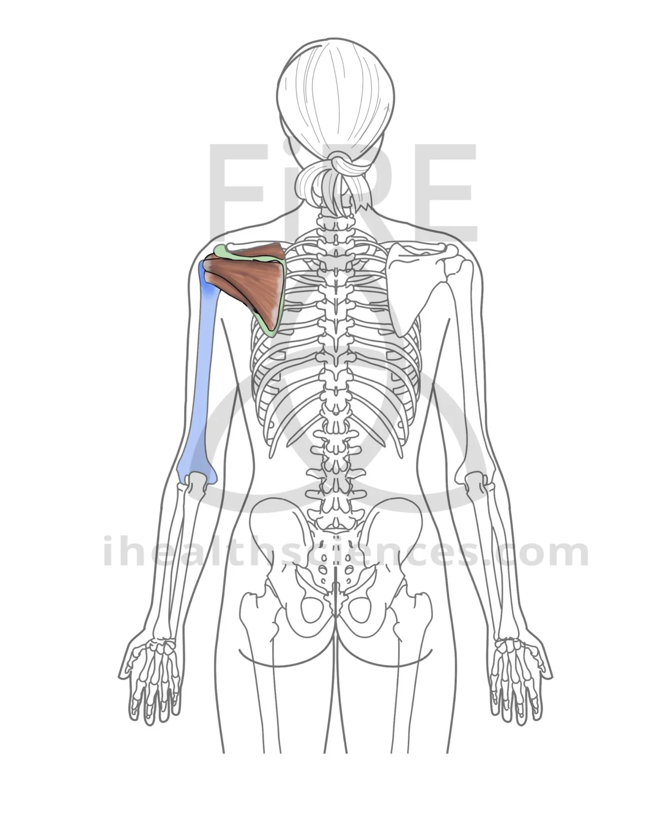 rotatorcuff.png