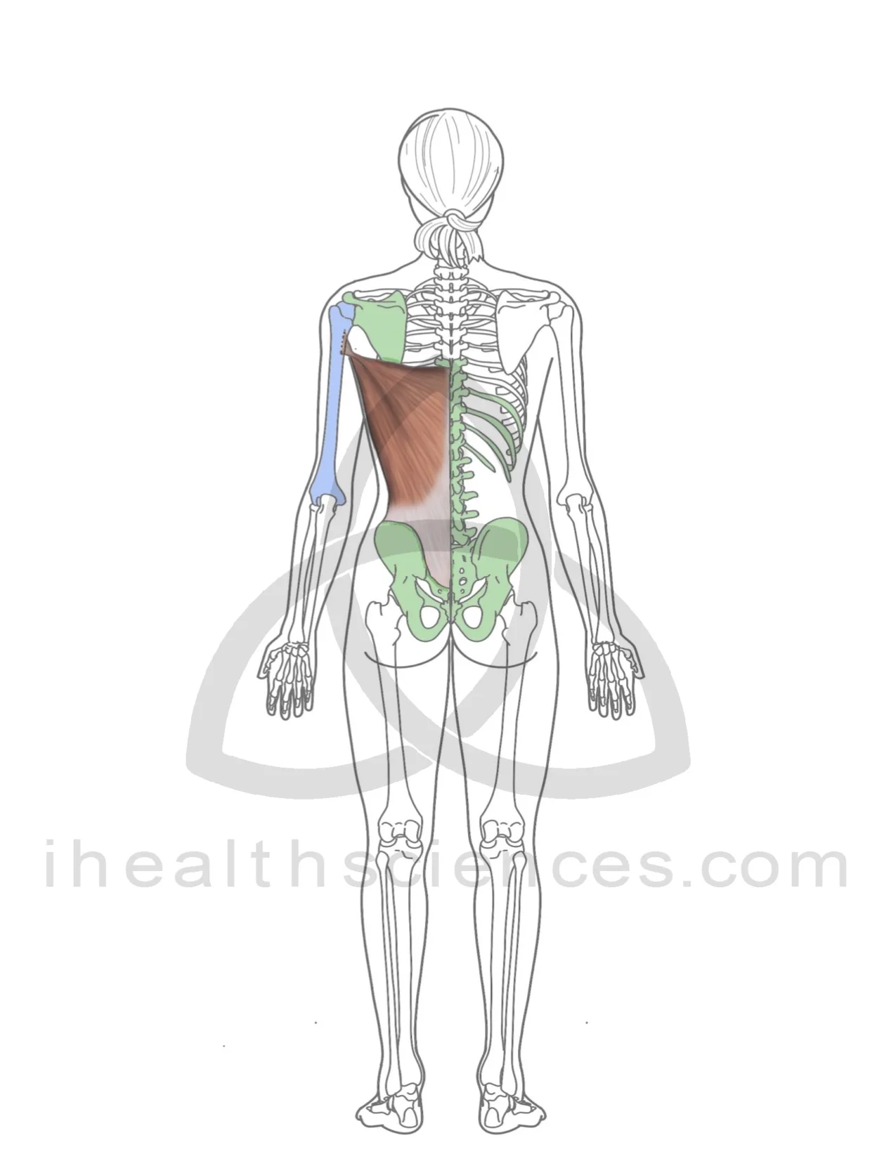 latissimus dorsi.jpg
