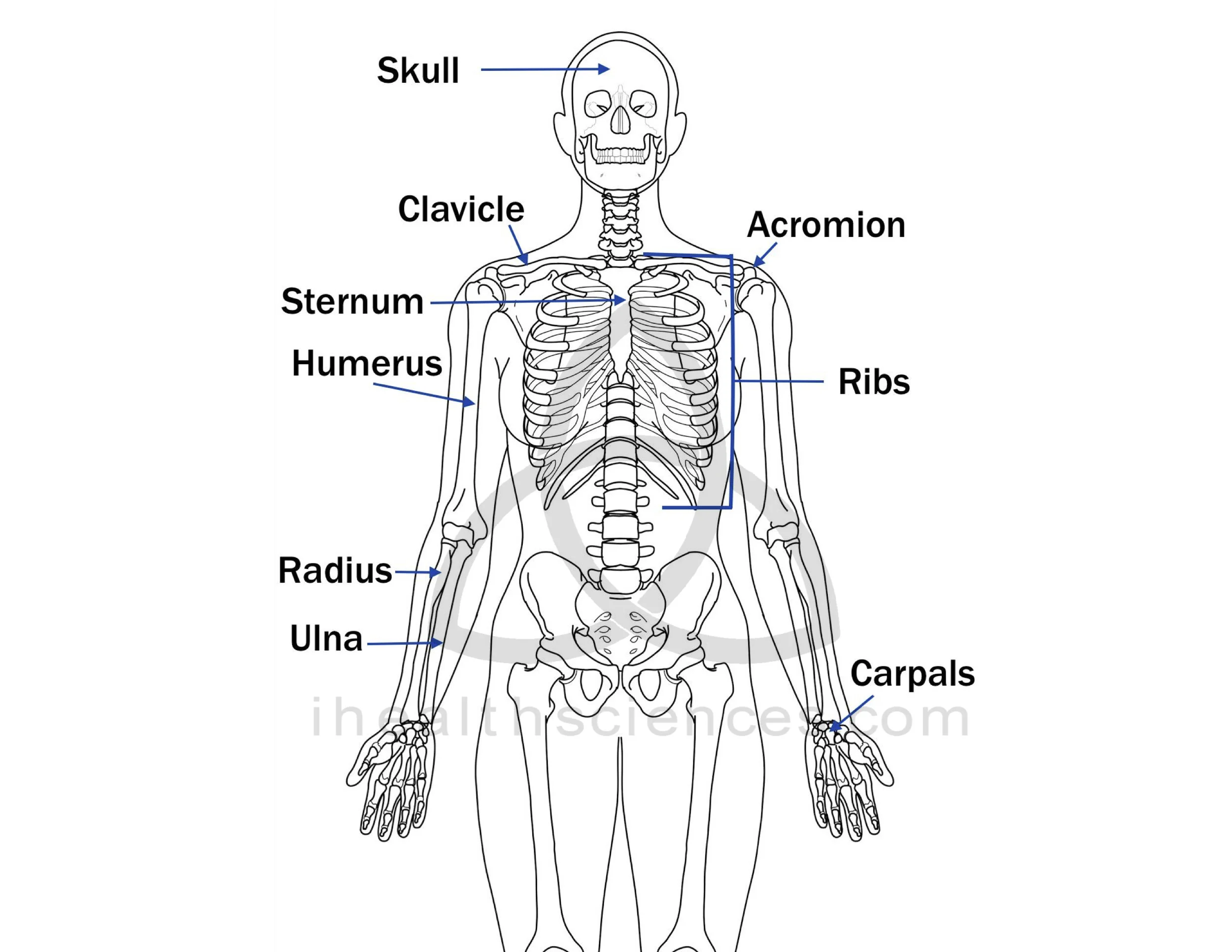 WM spine JPEG.jpg