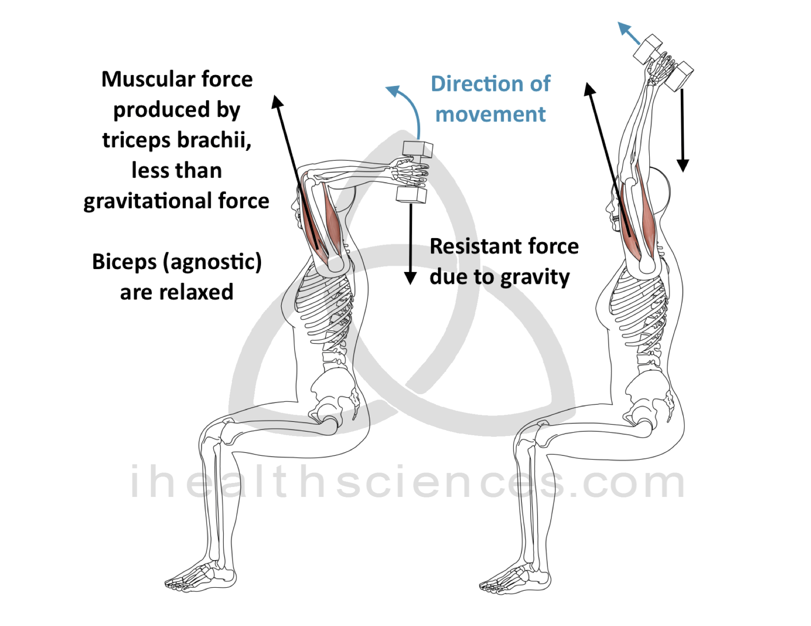 Eccentric Contraction - Triceps Brachii