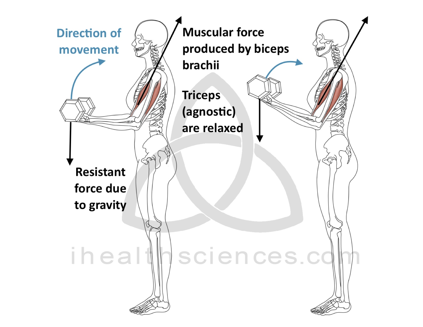 Concentric Contraction - Biceps Brachii