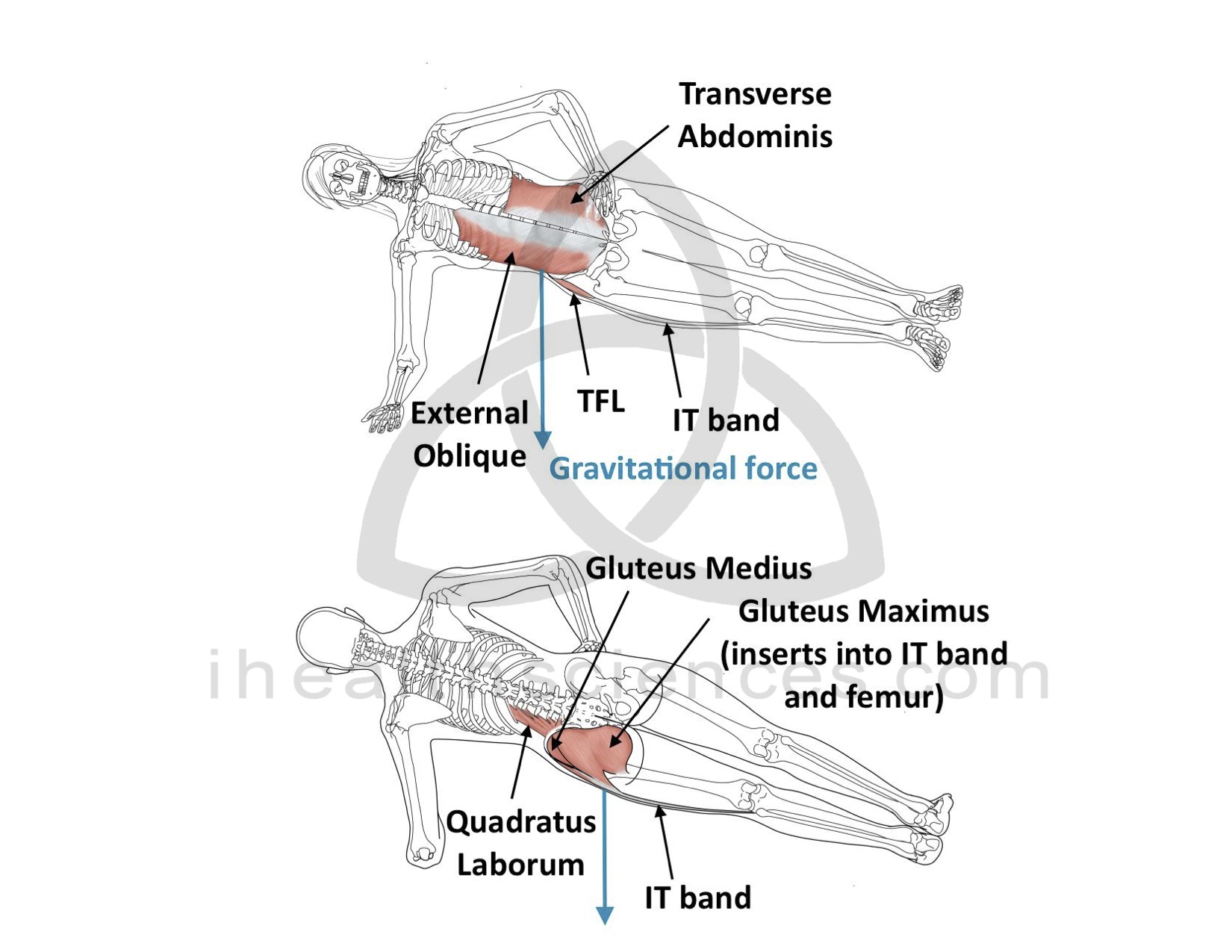 Isometric Contraction