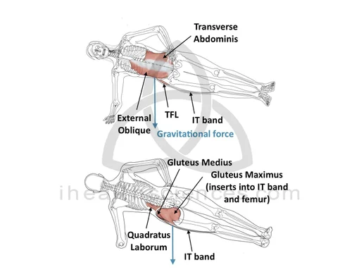 Muscle Actions — Integrated Health Sciences
