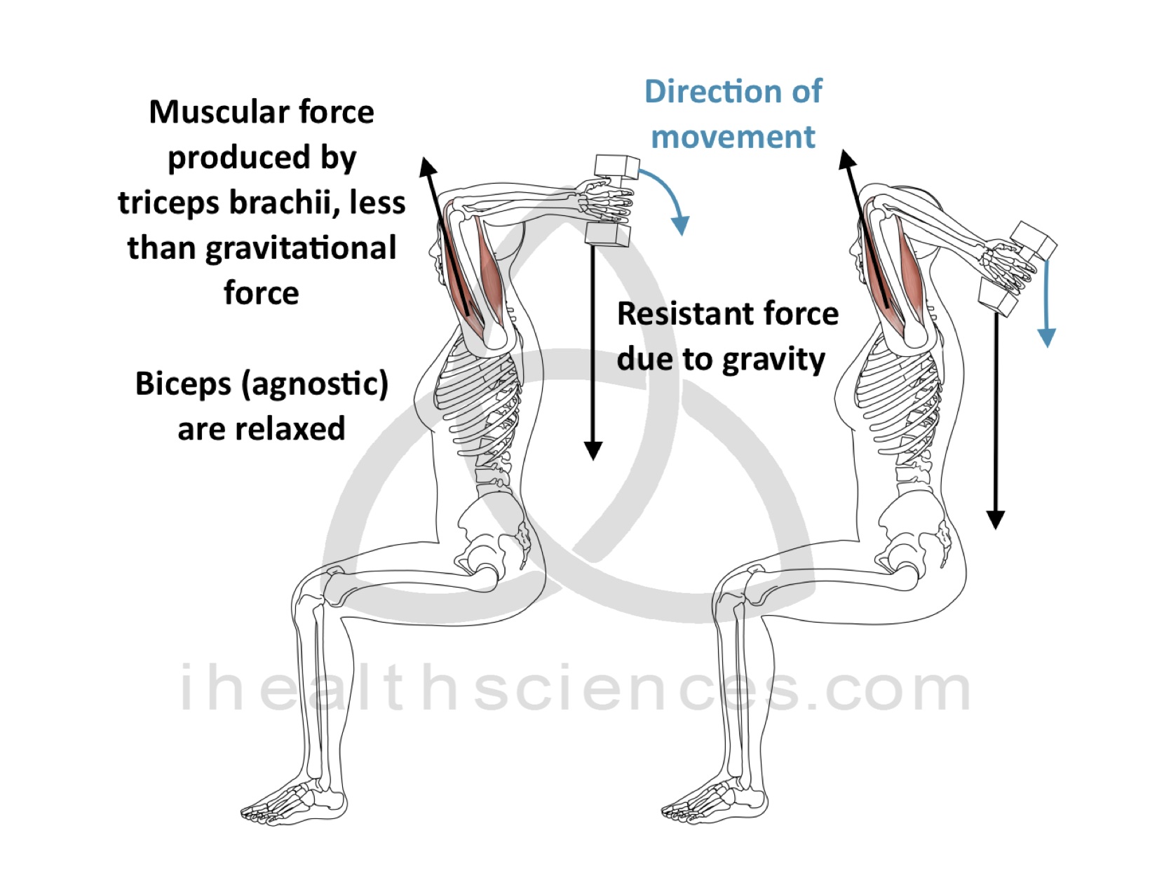 Concentric Contraction - Triceps
