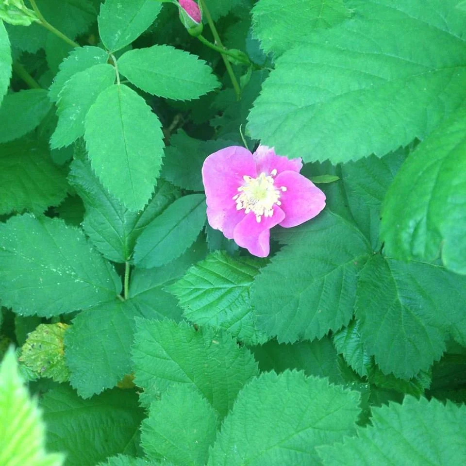 wild rose.jpg