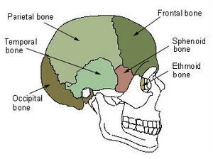 Sphenoid-Bone.jpg
