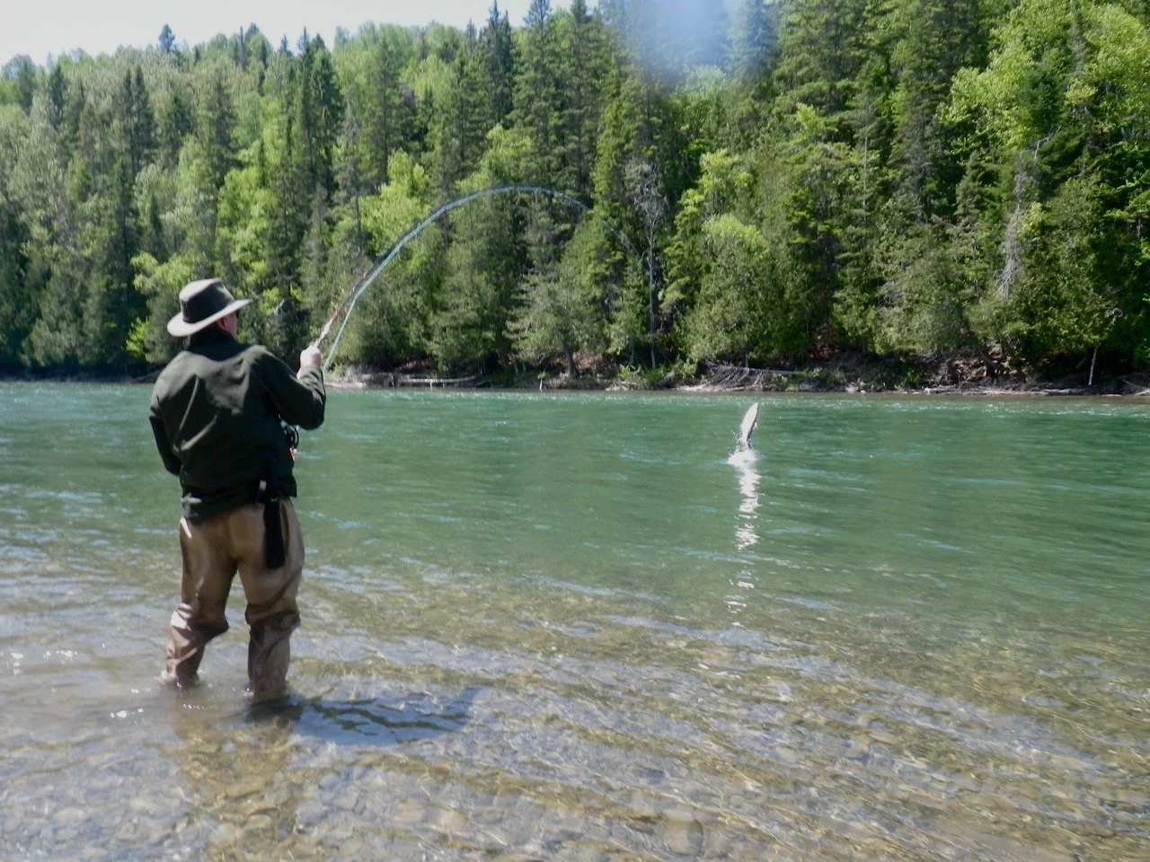 Un autre habitué de Salmon Lodge, Brian Spence, en train de capturer une belle prise sur la Bonaventure.