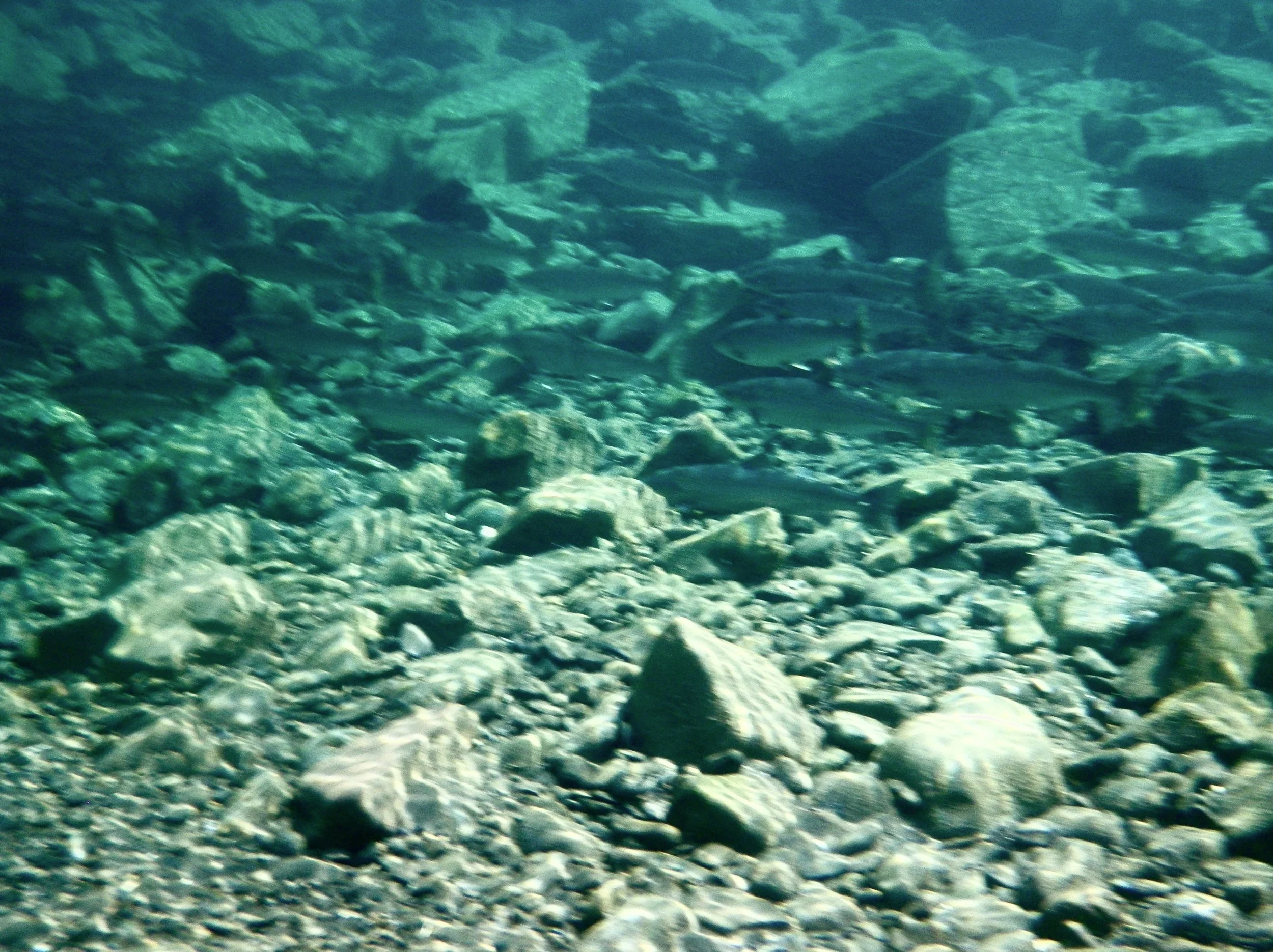 IMGP0496.jpg