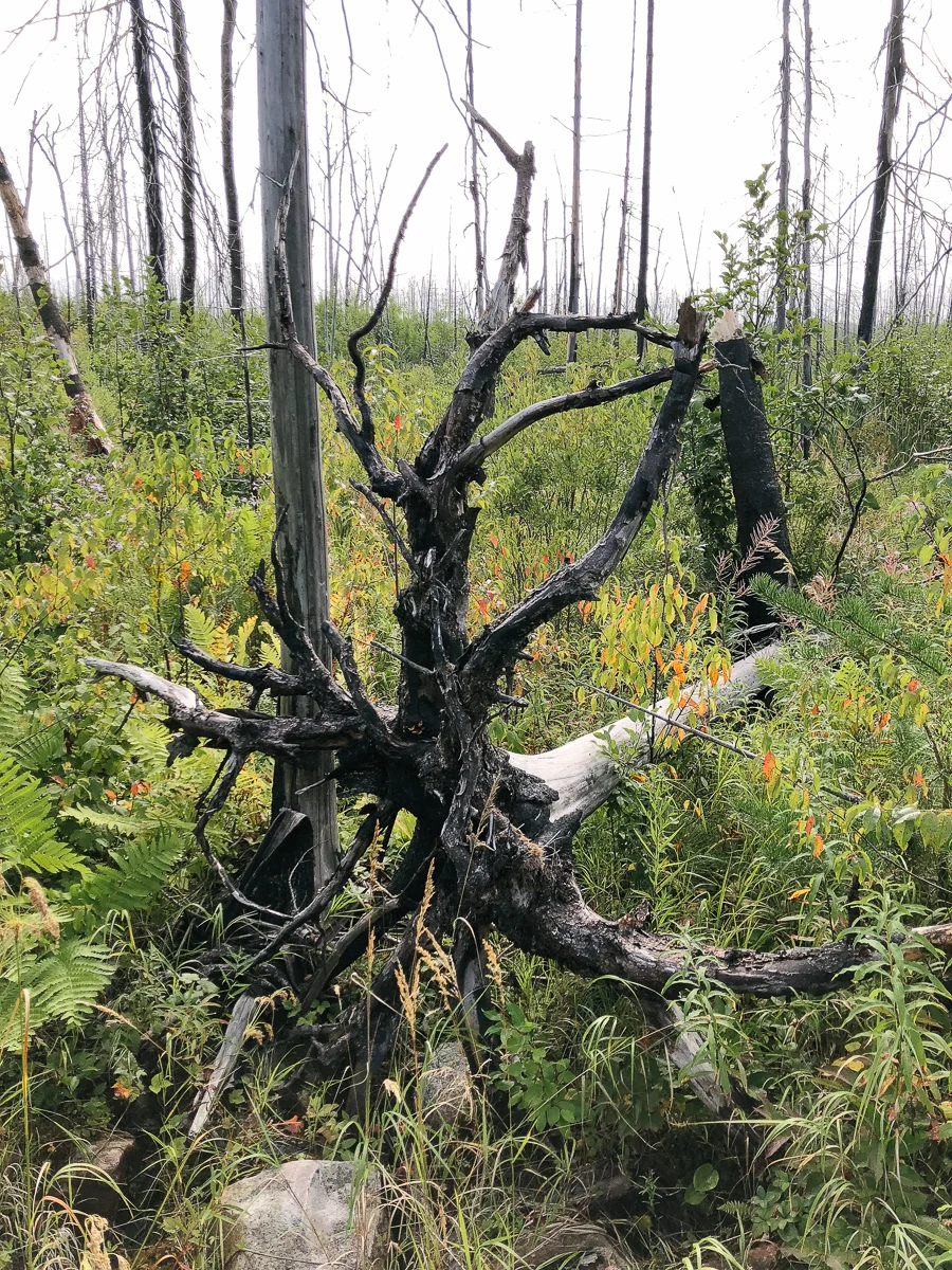 BWCA 2018-46.jpg