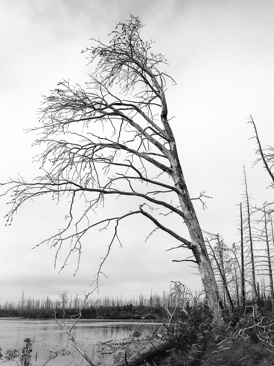 BWCA 2018-48.jpg