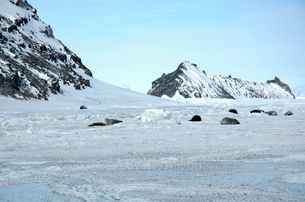  Weddell seals pulled out on the ice near Little Razorback Island 