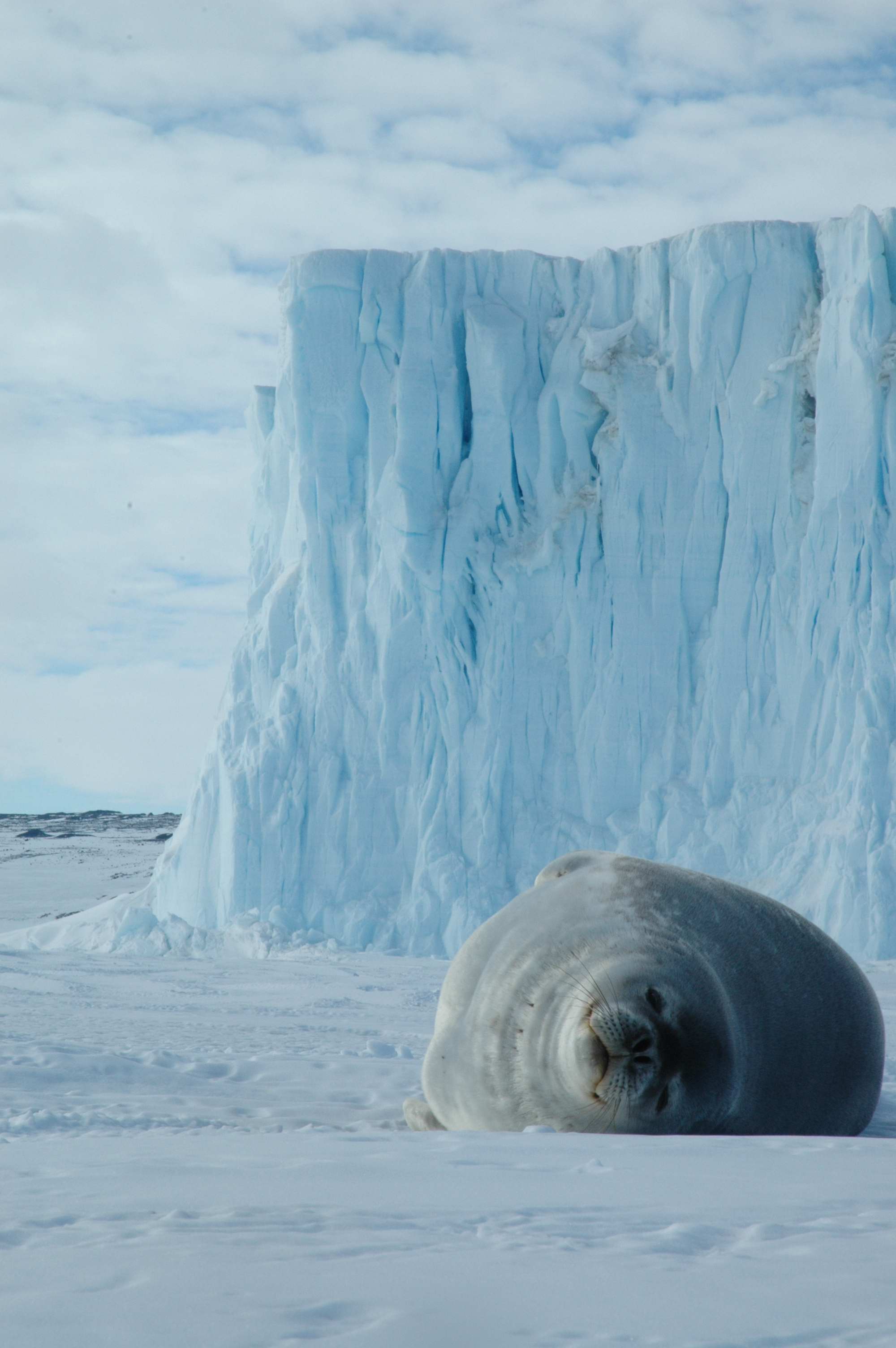  A Weddell seal chillaxing on the sea ice in front of the Barne Glacier. 