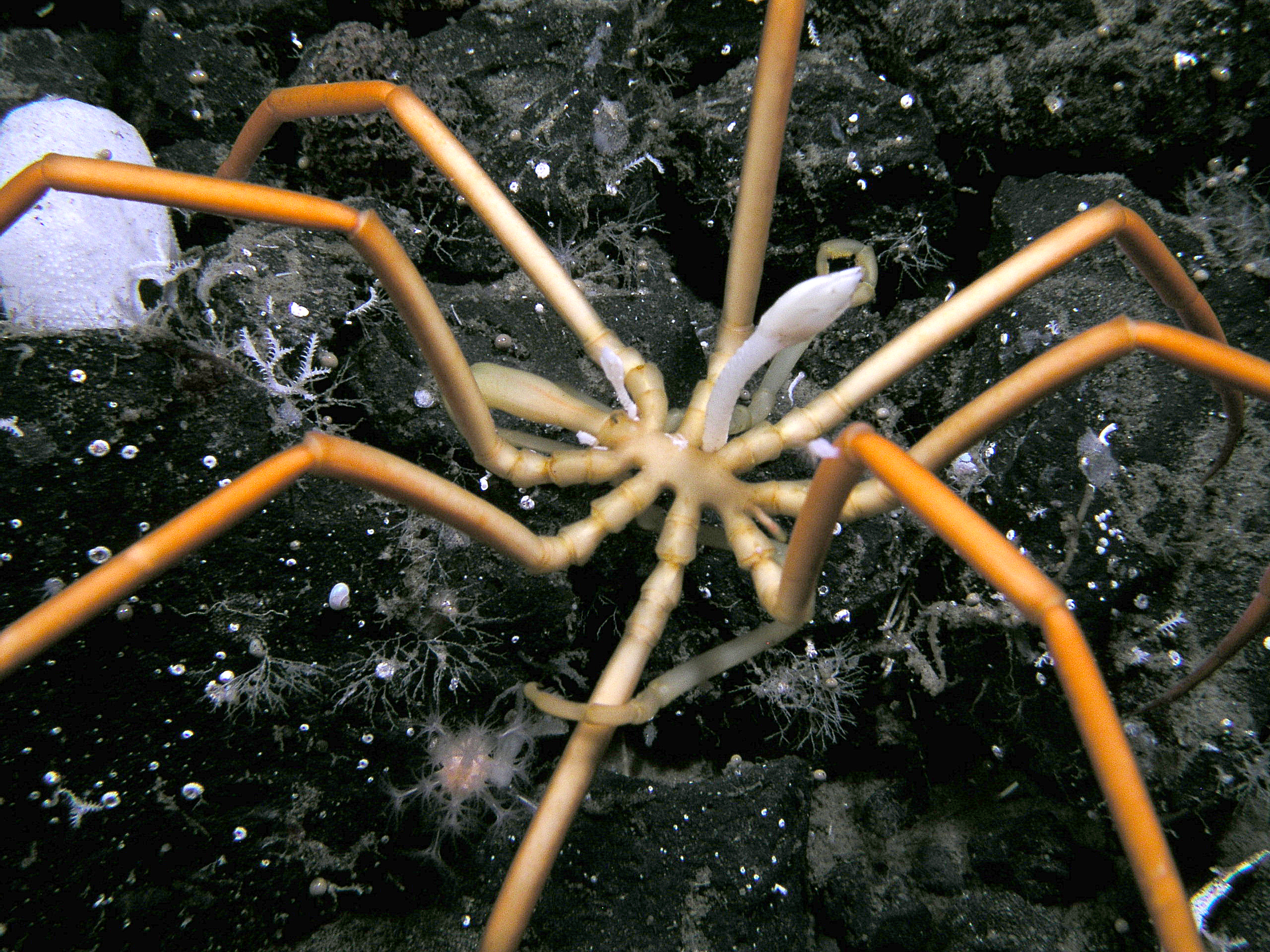 Antarctic pycnogonid with a barnacle sticking off its trunk.
