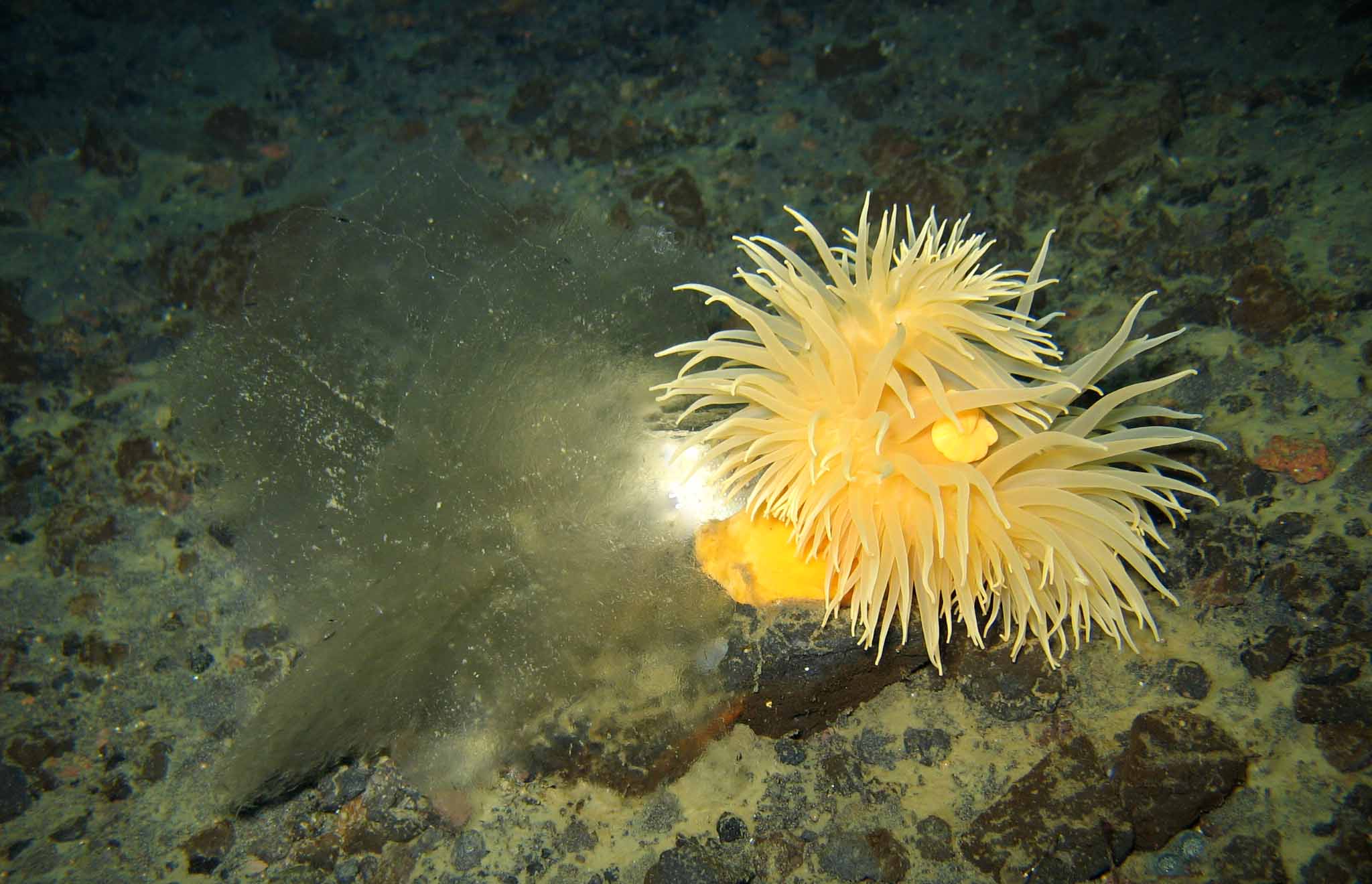  Anchor ice attached to anemone. 