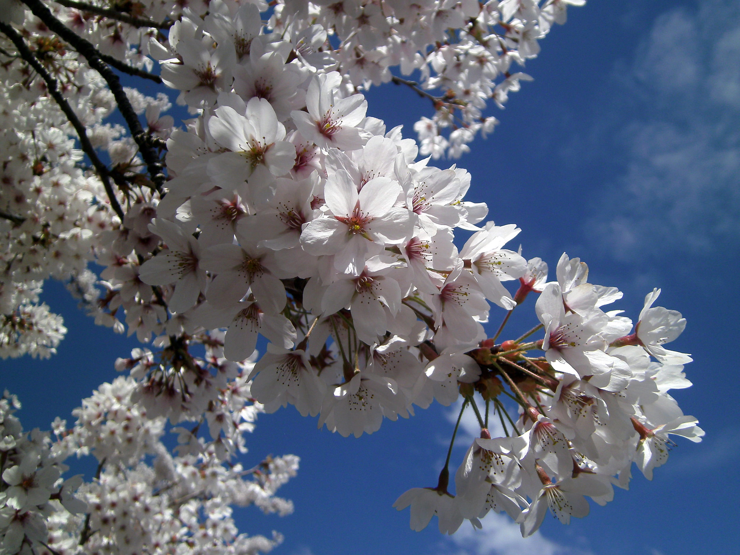 Spring flowers at the Botanical Gardens in Christchurch. October = spring in the Southern Hemisphere!