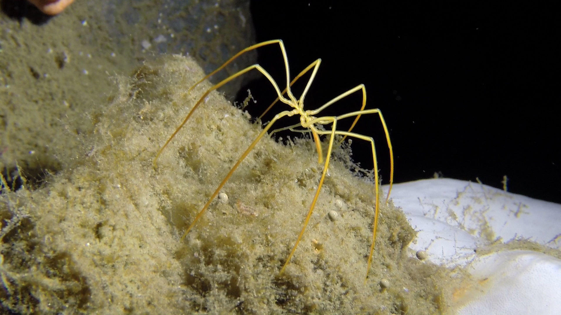  Sea spider! -  Colossendeis megalonyx  