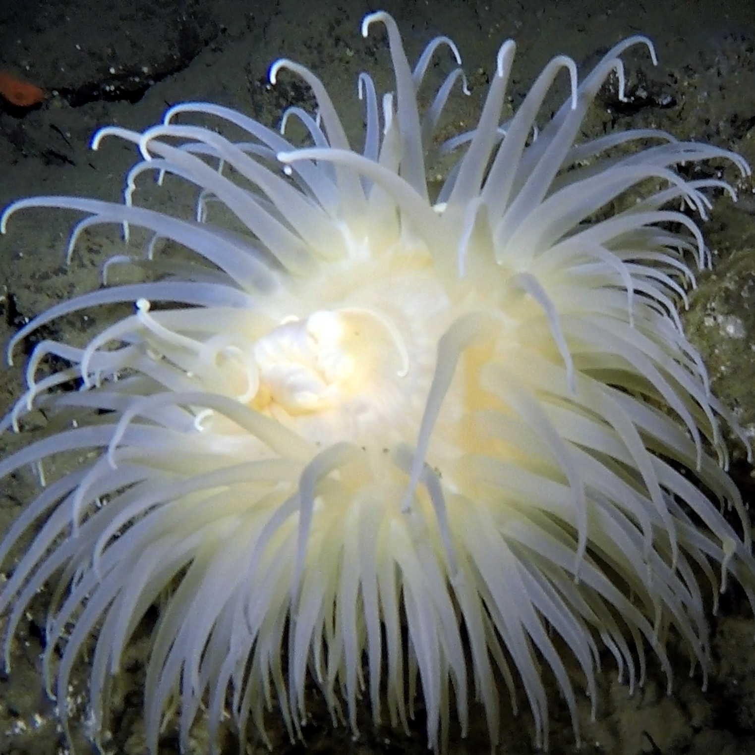 Antarctic anemone - Urticinopsis antarctica