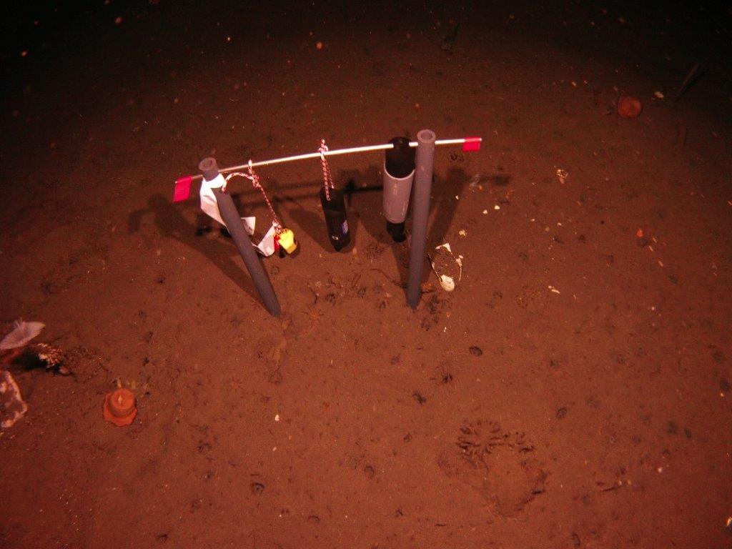 We placed data monitors out to measure the temperature, oxygen, salinity, and pressure of the water.
