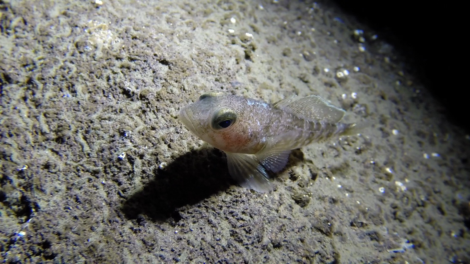  Emerald rockcod -&nbsp; Trematomus bernacchii  