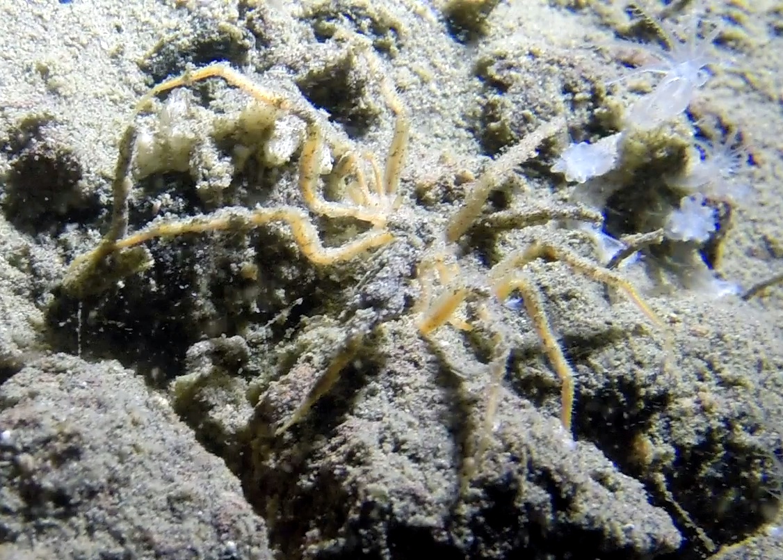  Sea spider! -  Nymphon  sp. partially buried in the mud 