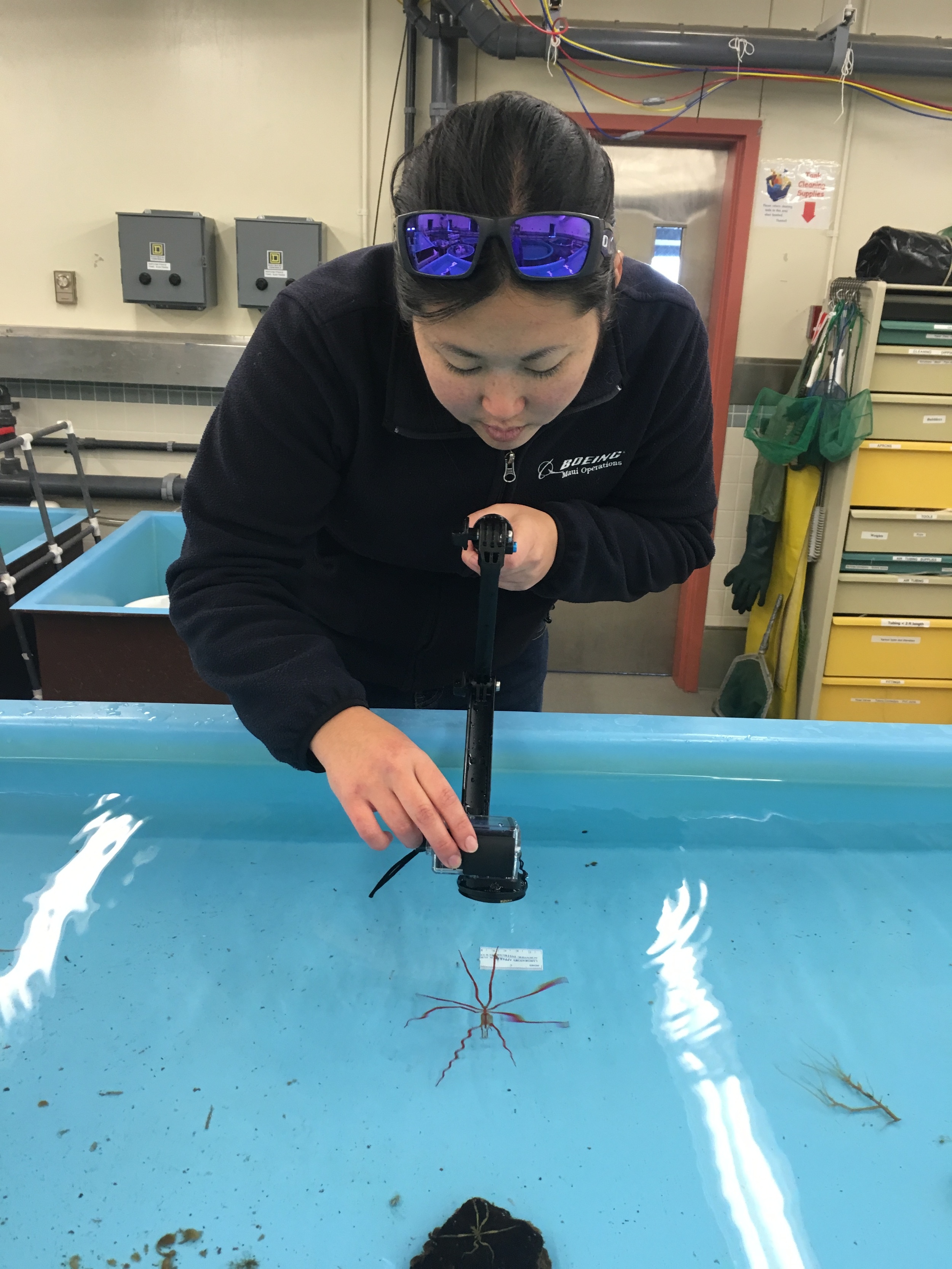  Caitlin photographing a pycnogonid (genus  Colossendeis ) that was collected at the Intake Jetty. 