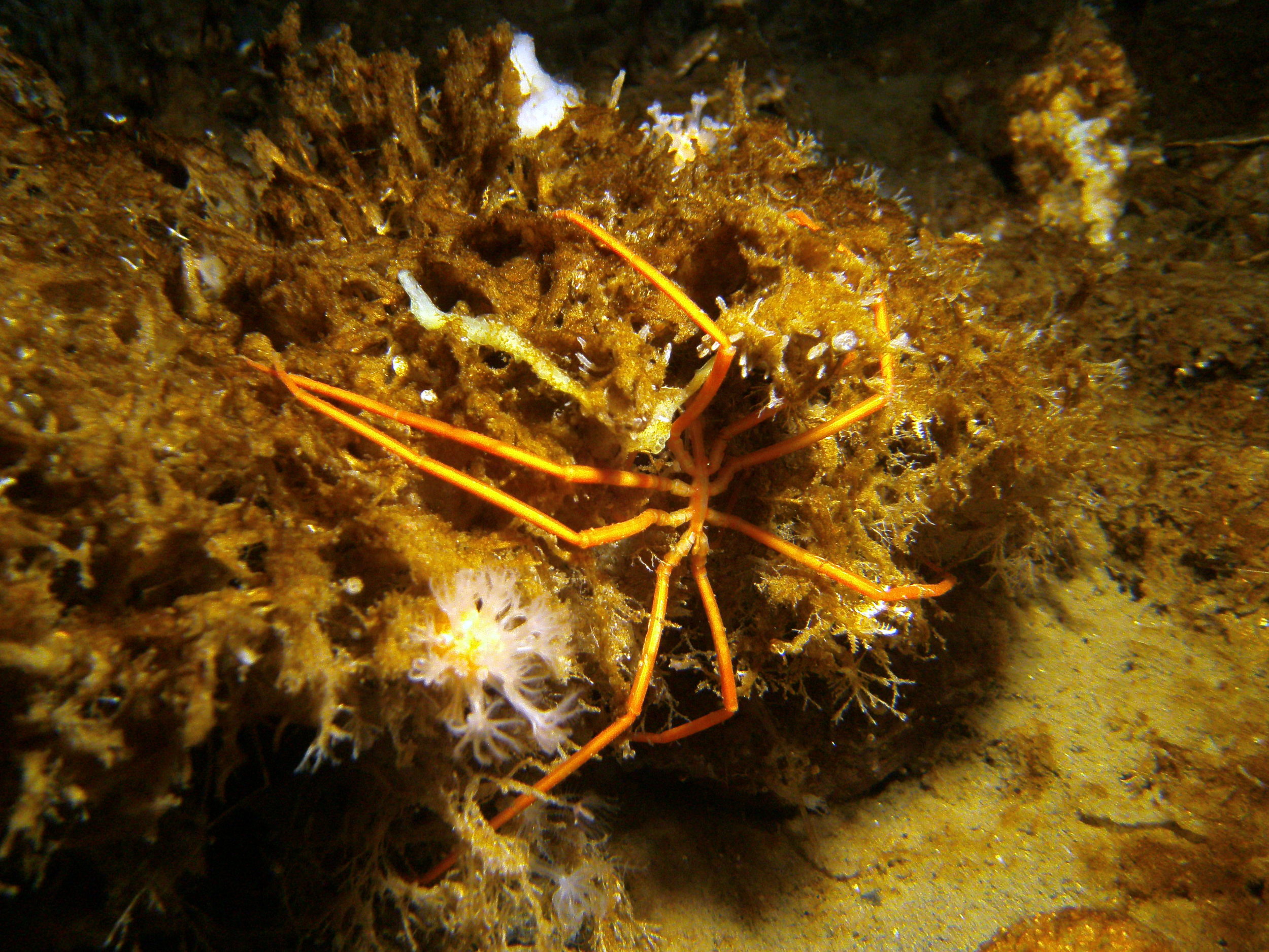  Sea spider ( Colossendeis ) feeding on hydroids 