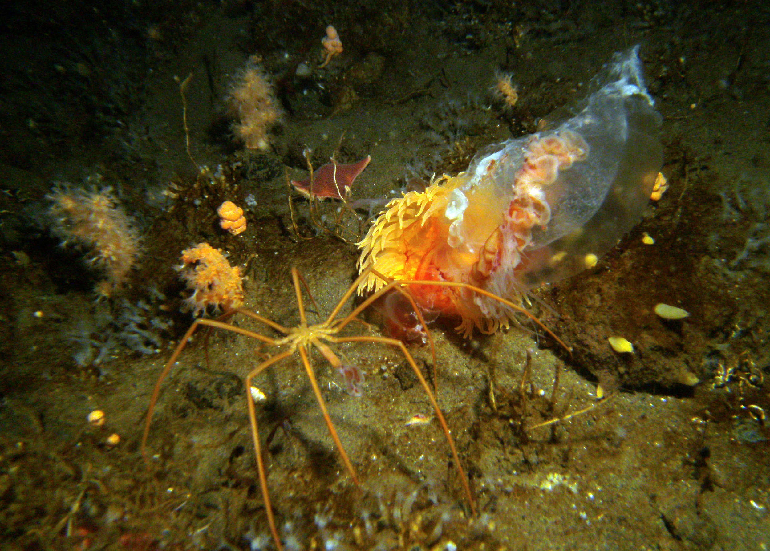 Sea spider ( Colossendeis ) feeding on a piece of jellyfish. The jellyfish is also being devoured by an anemone. 