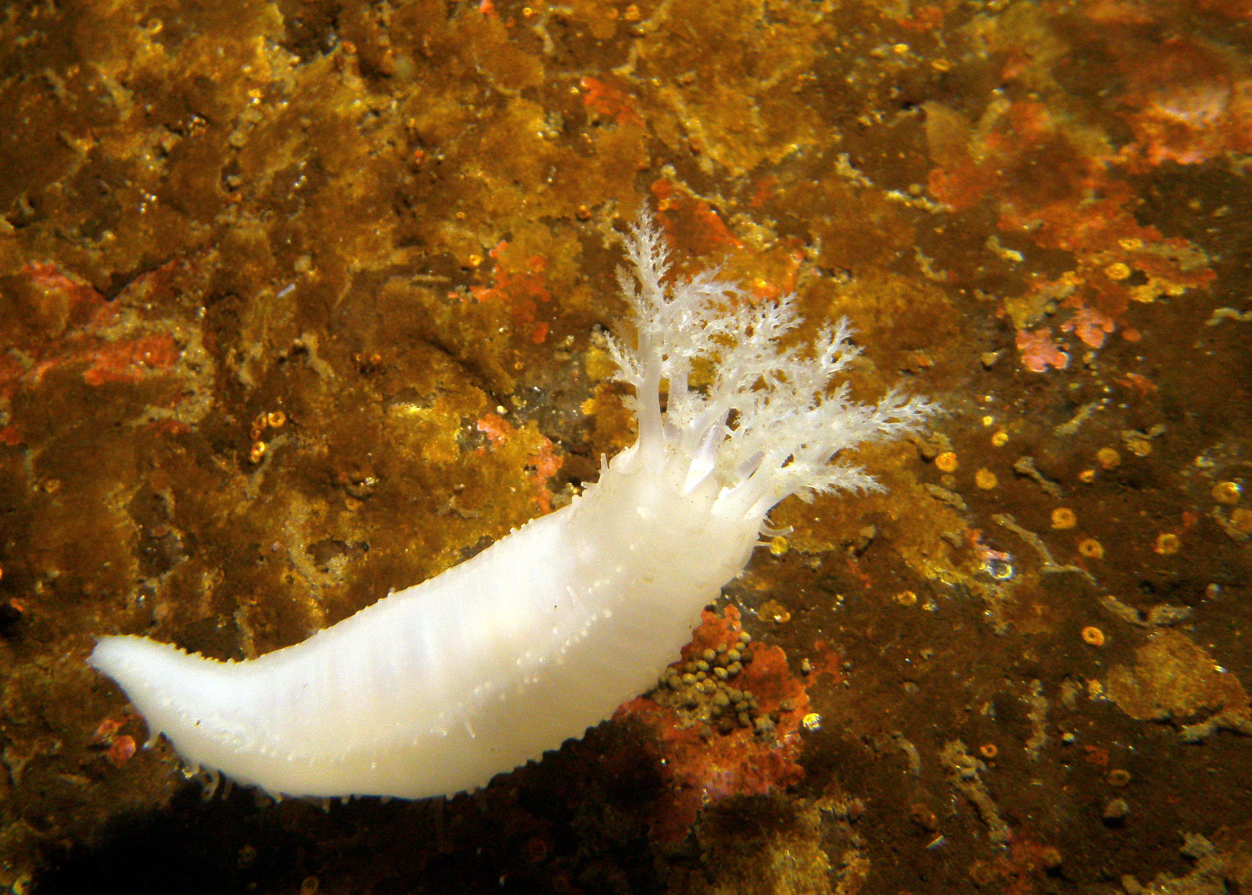  Sea cucumber ( Heterocucumis steineni ) feeding 