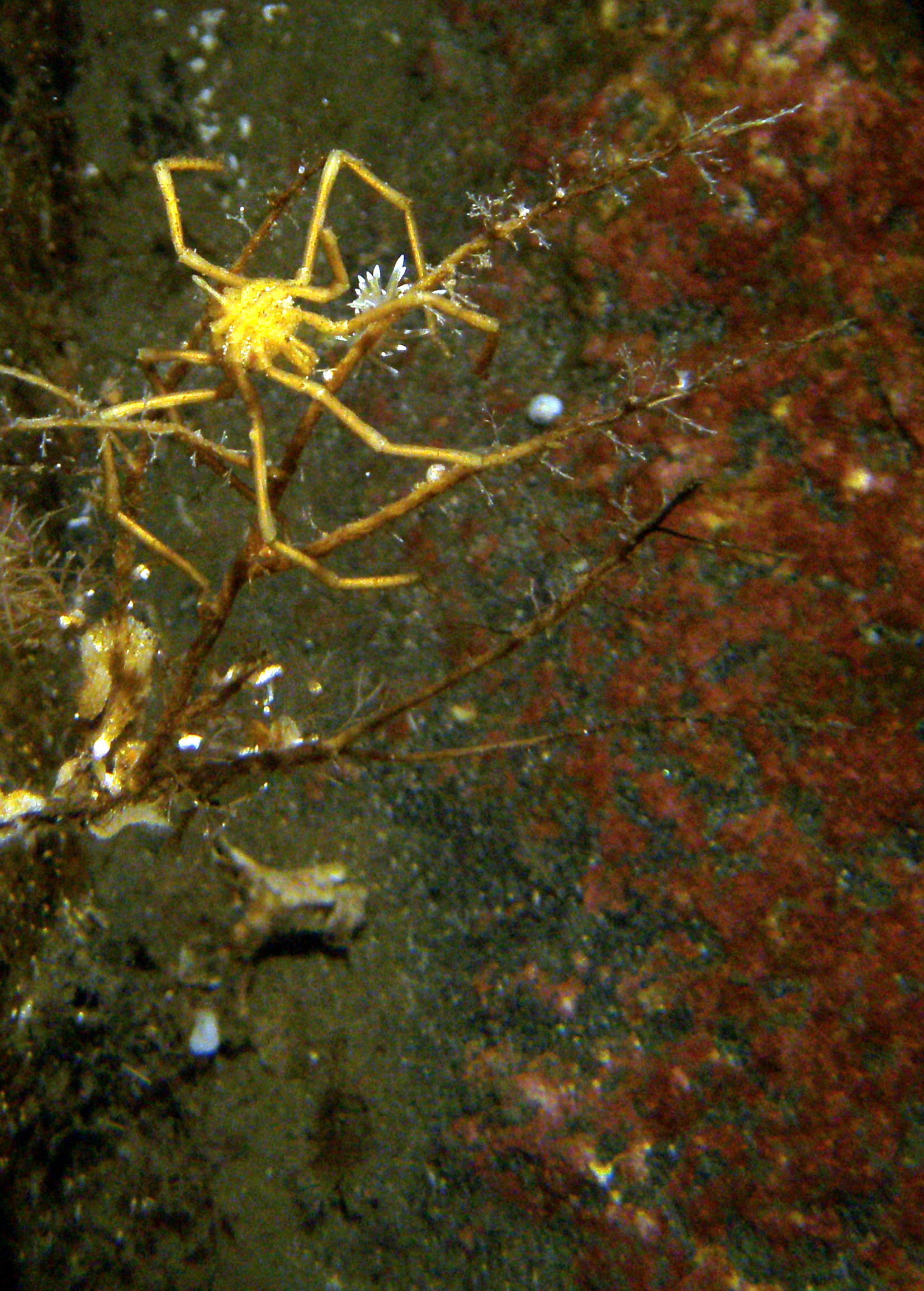  Male sea spider carrying eggs (little white dots right under trunk) 