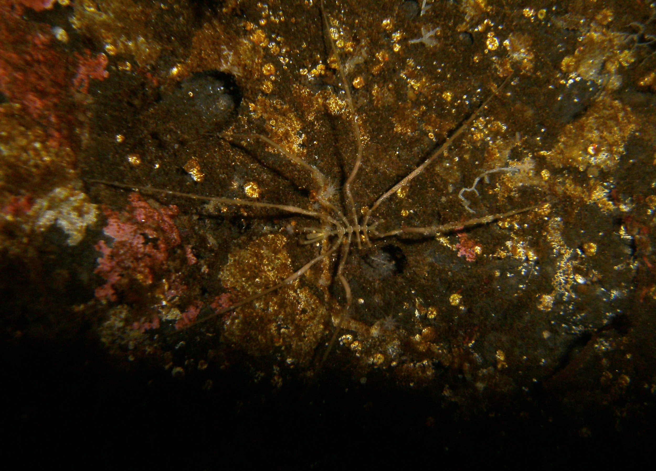  Sea spider  Pentanymphon antarcticum.  This species has 10 legs (although this individual has lost a few)! 