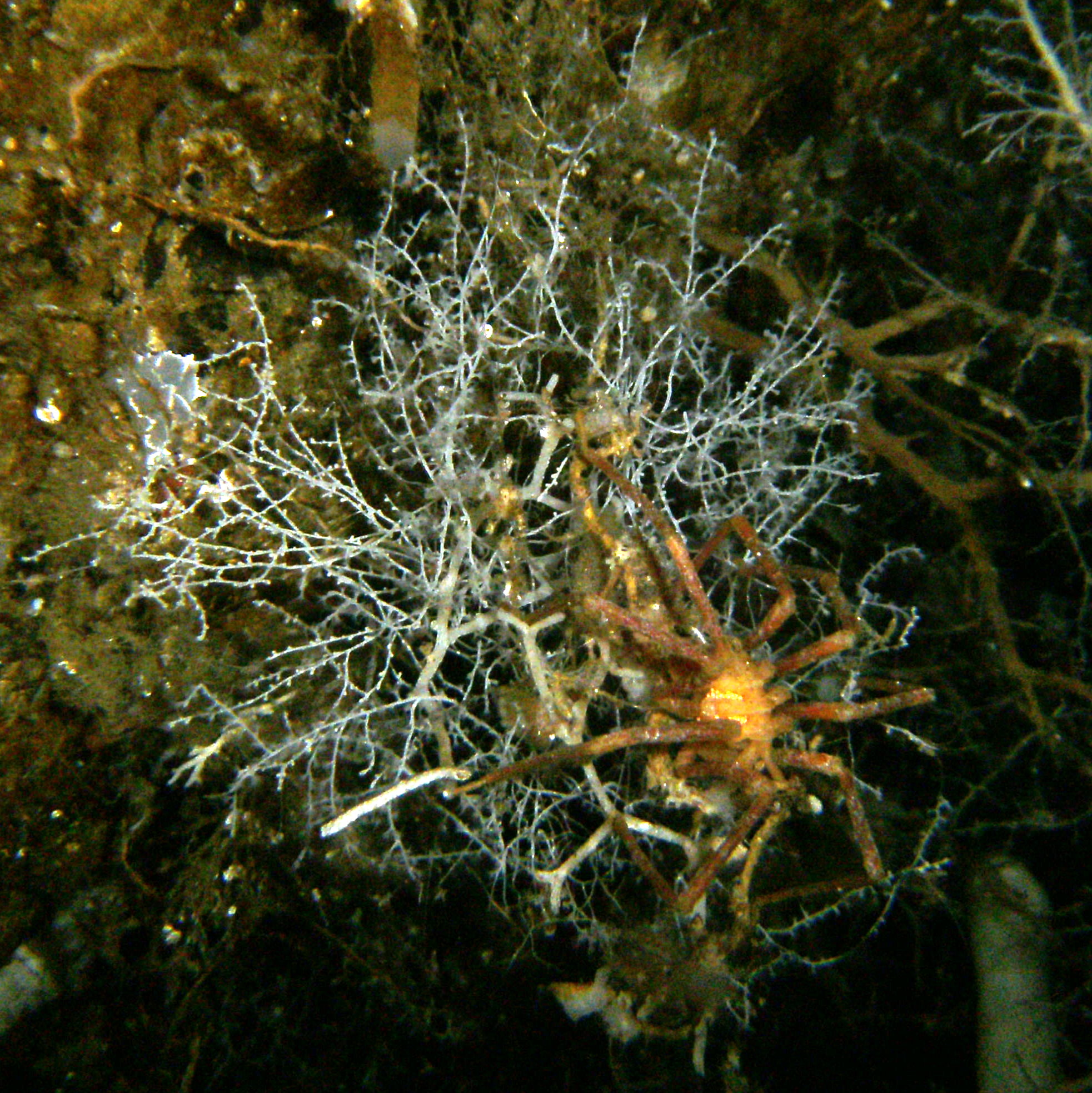  Male sea spider carrying eggs (orange dots under trunk) 