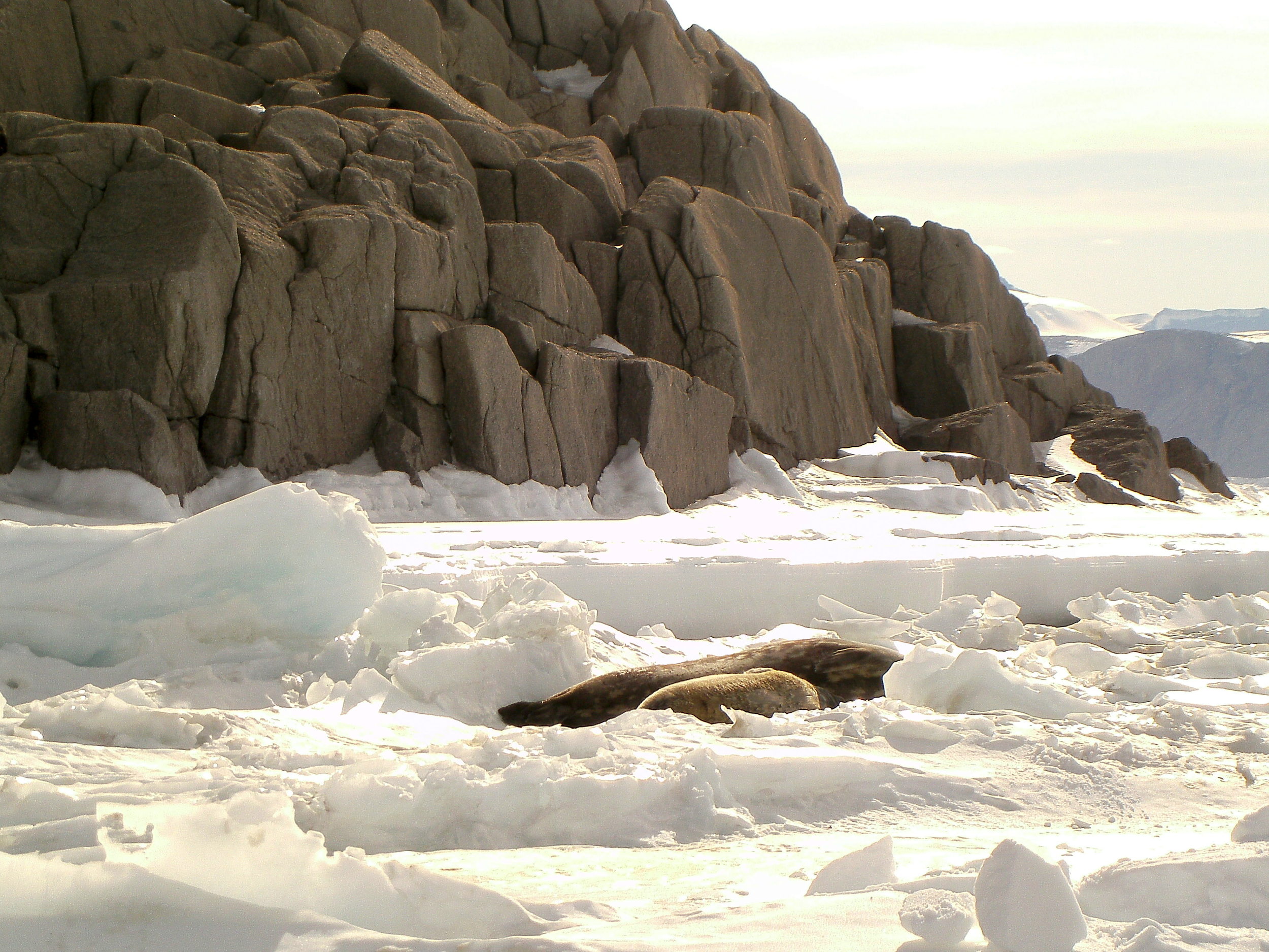 Granite_Harbor_Seals_Rocks.JPG
