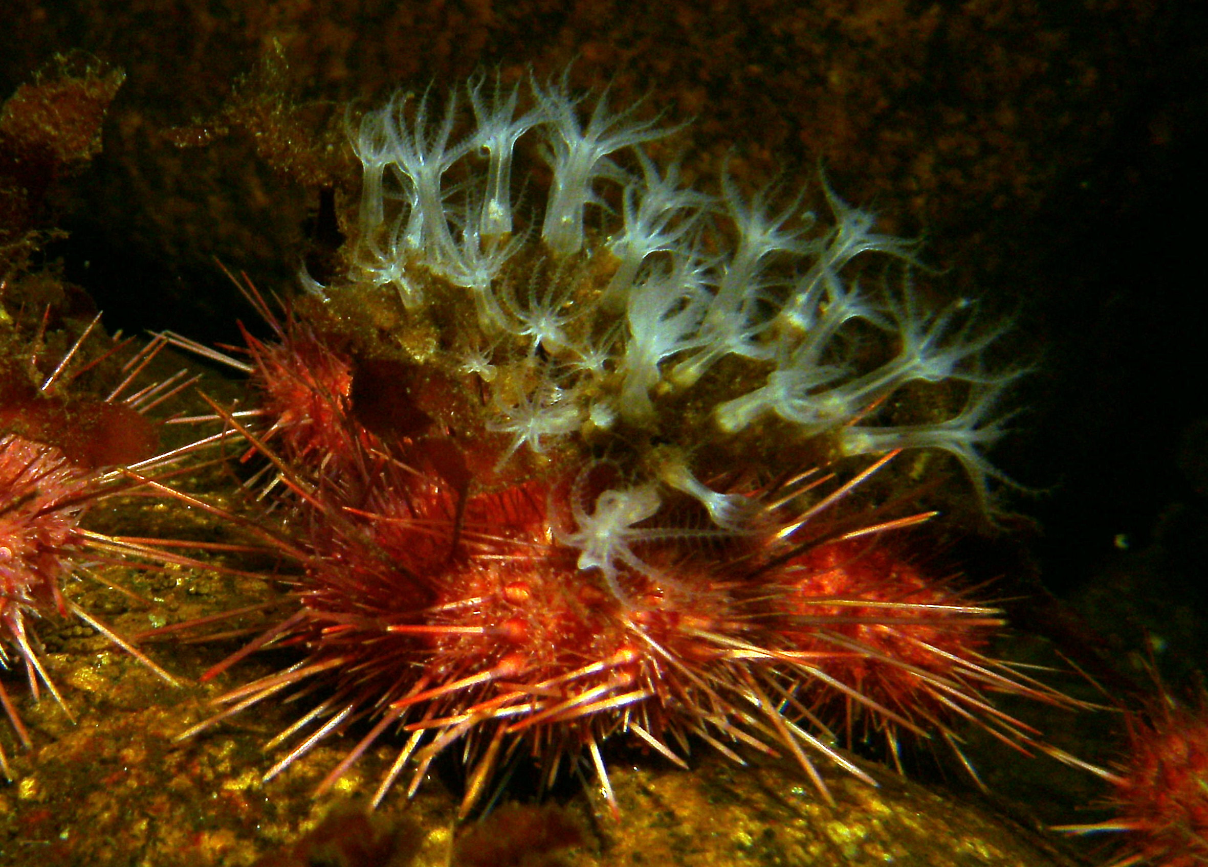 Sea_Urchin_with_Anemone_Camoflage_Granite_Harbor.JPG