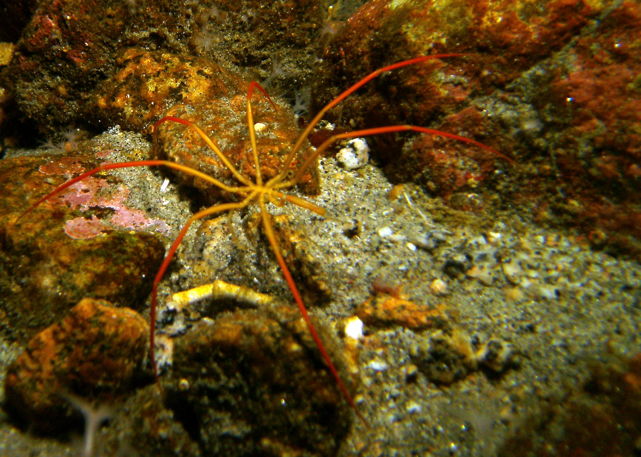 Sea_Spider_Colossendeis_megalonyx_Granite_Harbor.JPG