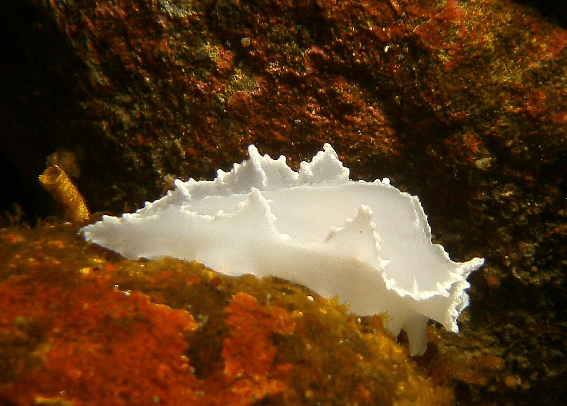 Nudibranch_Granite_Harbor.JPG