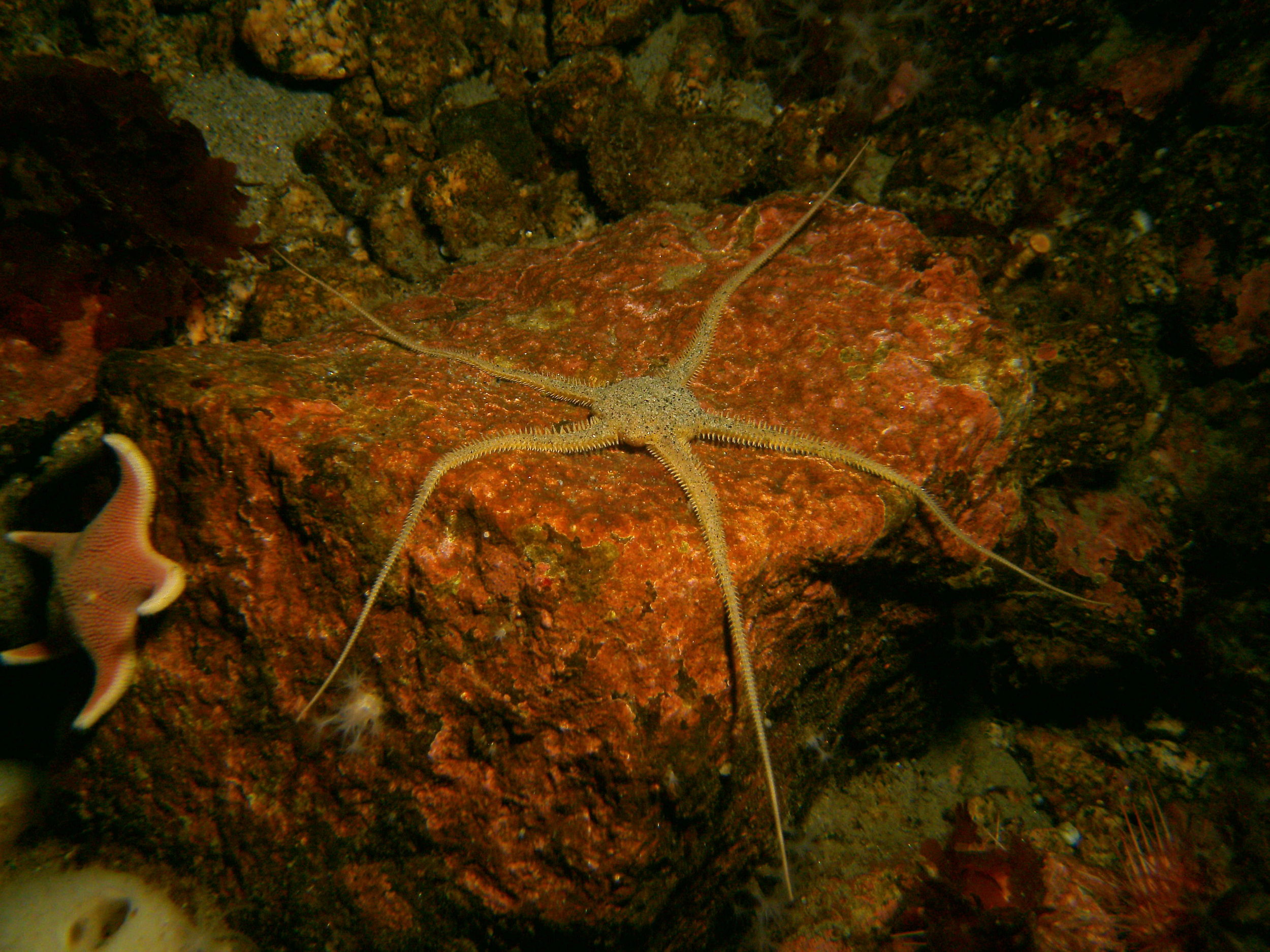 Brittle_Star_Granite_Harbor.JPG