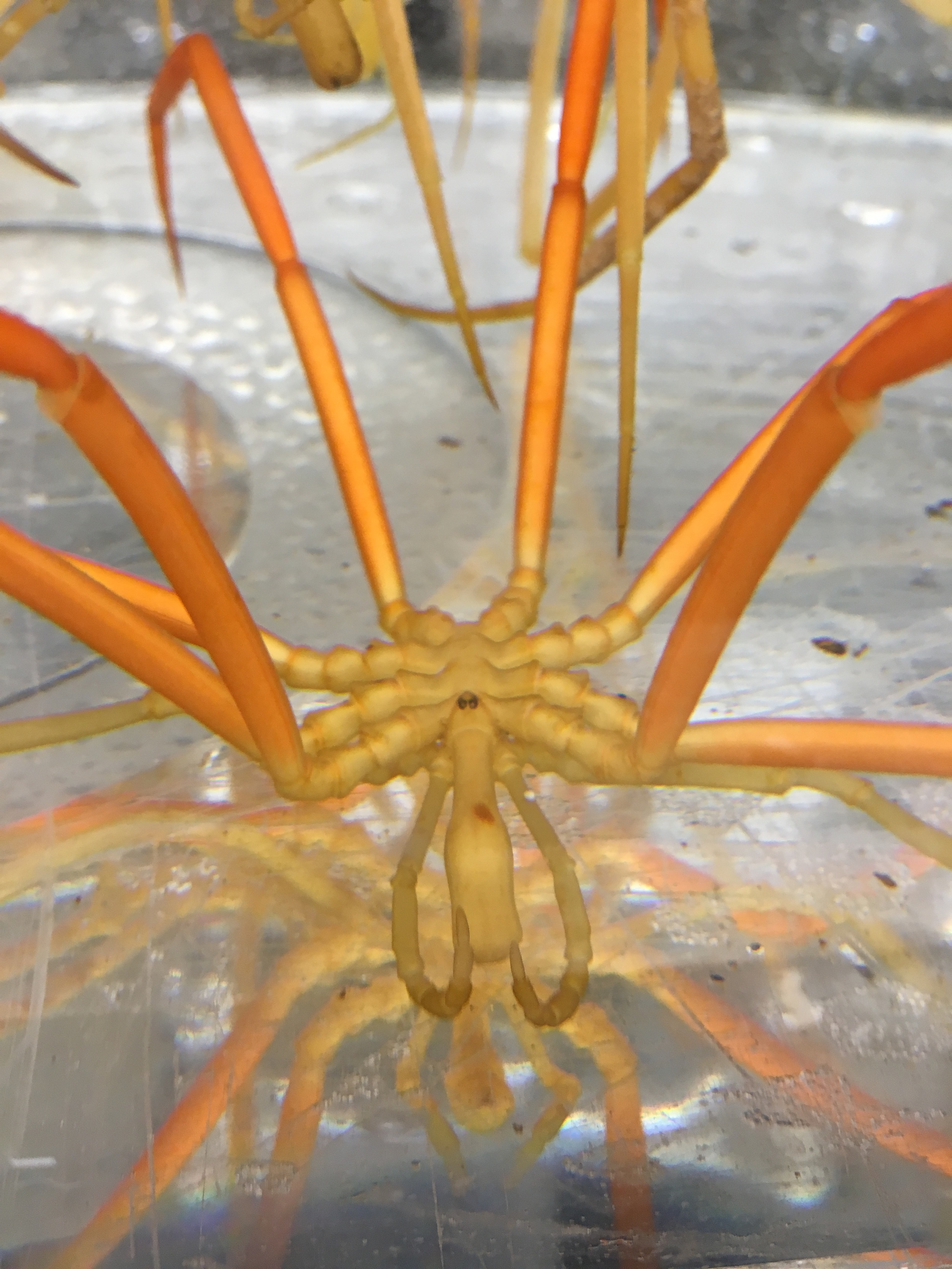 A large specimen of  Colossendeis  - either  C. australis  or  C. scotti .&nbsp; Two of its four eyes are visible on the ocular tubercle on its head.&nbsp; Other appendages visible are the eight walking legs (orange), the pedipalps on either side of