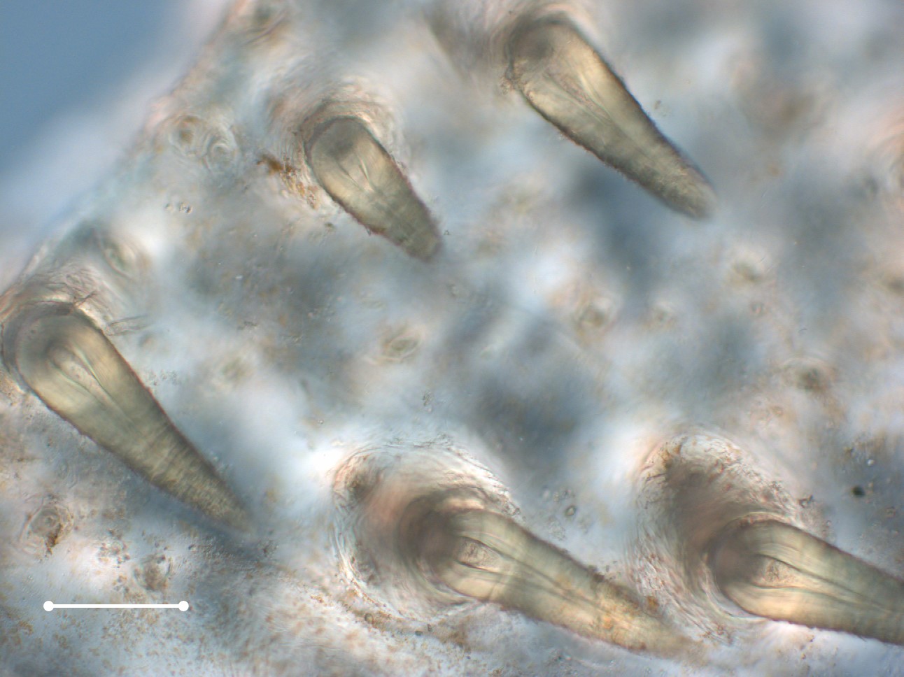  Cuticle of an  Ammothea -type pycnogonid viewed at 20x with light microscopy, showing pores and hollow spines on the surface.&nbsp; Scale bar is 100 microns. 