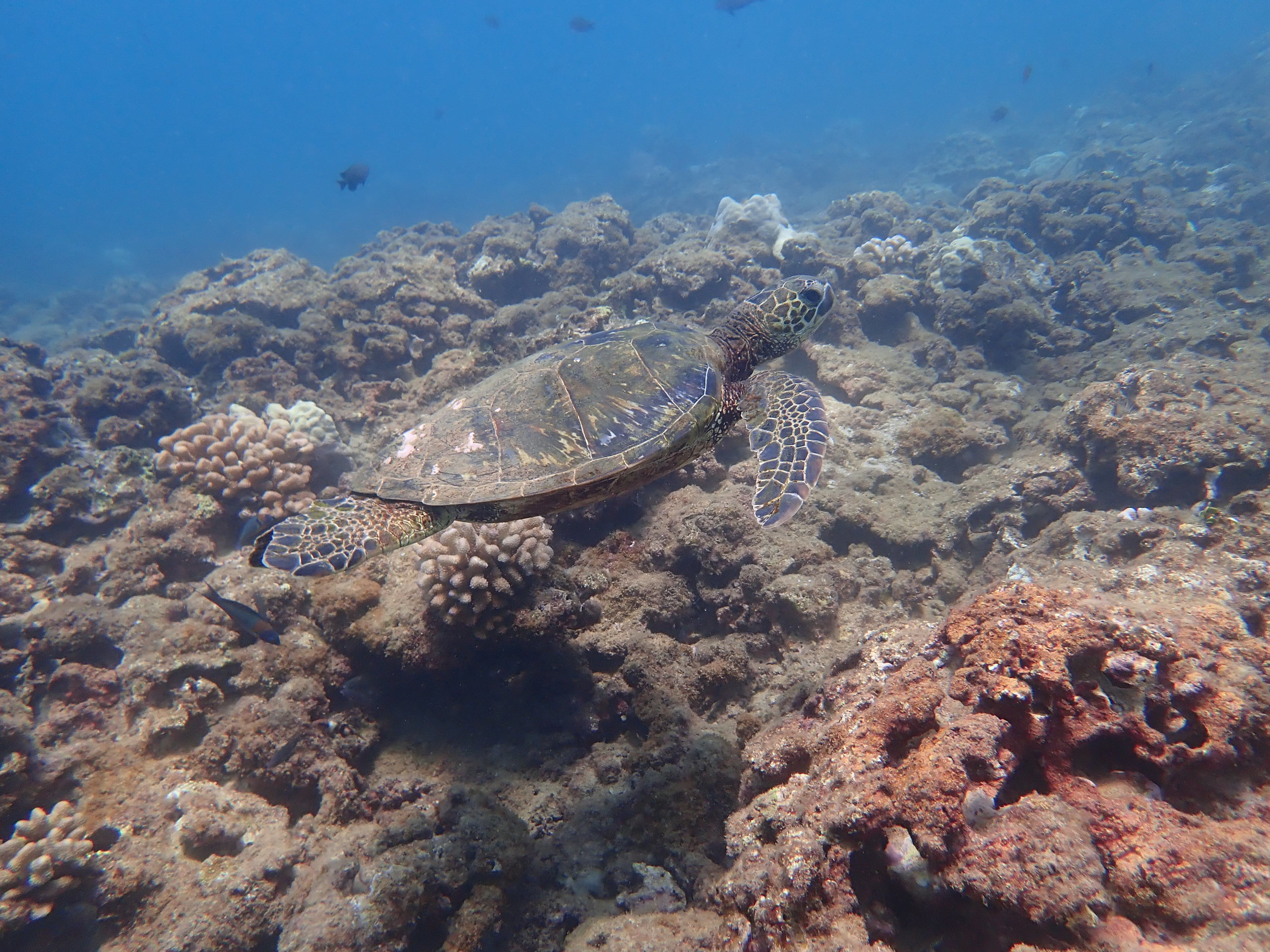  Our dive site, Haleiwa Trench, is a popular grazing site for sea turtles.  