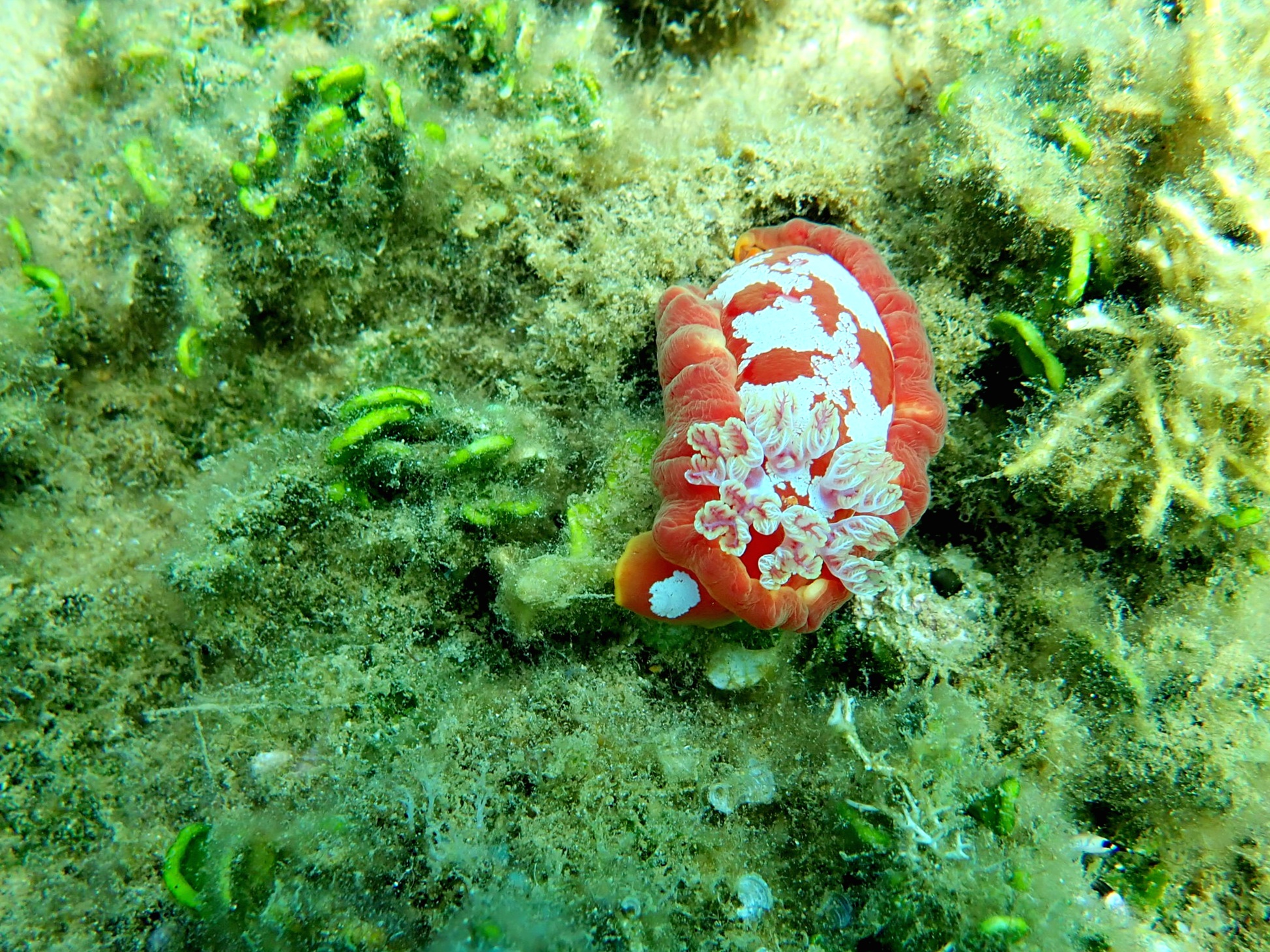  A species of nudibranch, the Spanish Dancer, commonly found around our dive site. 