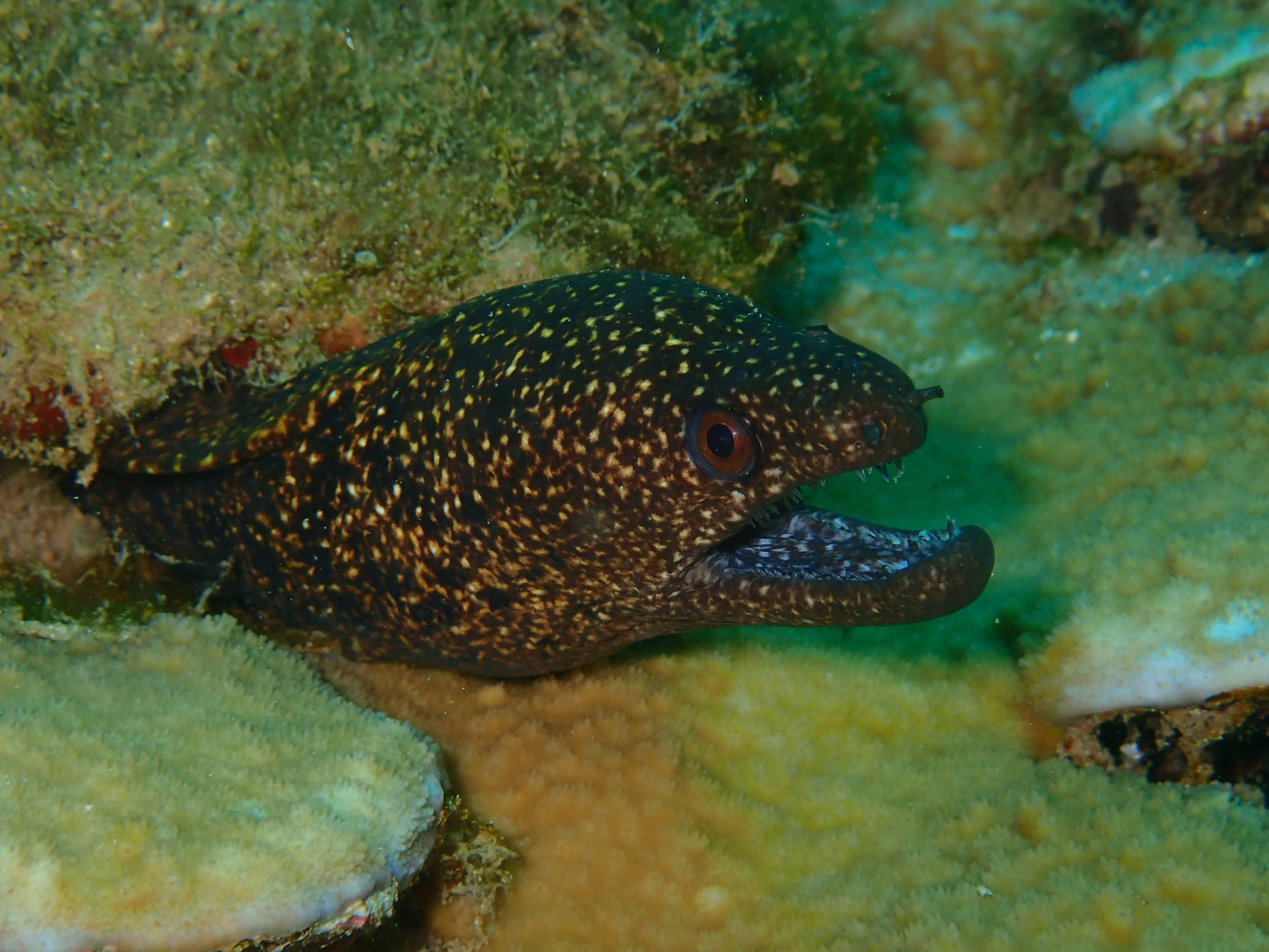  We won’t have to worry about moray bites in Antarctica, but here in Hawaii it’s a good idea to keep your fingers out of nooks and crannies. 