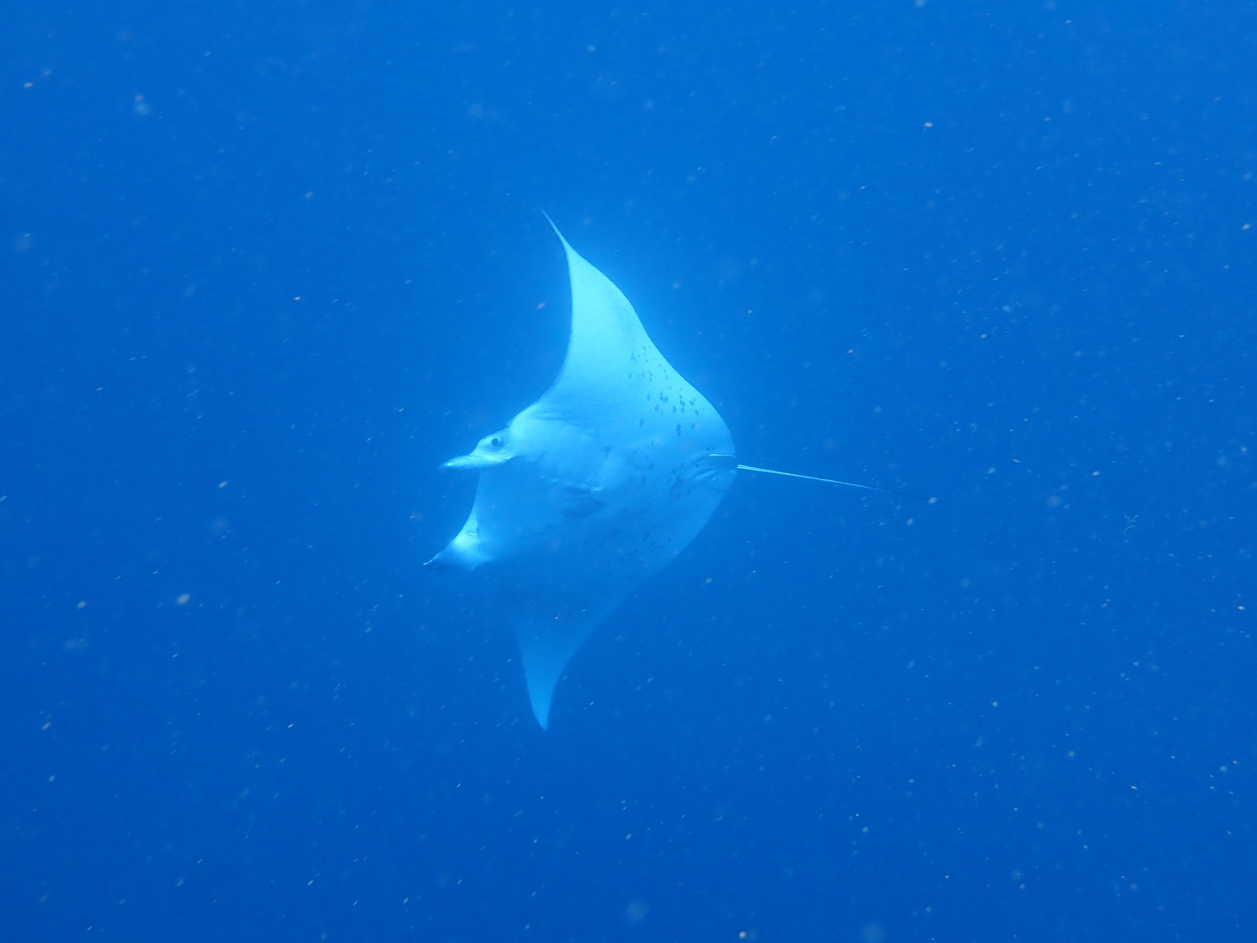  A regal manta ray came for a short flyby! 