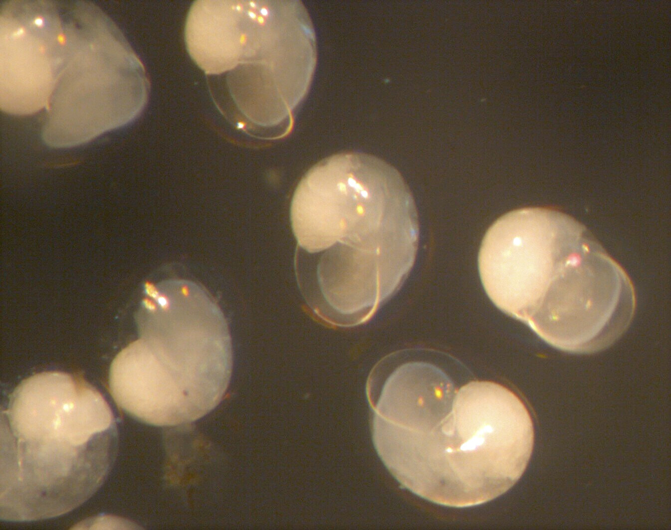 Nudibranch embryos