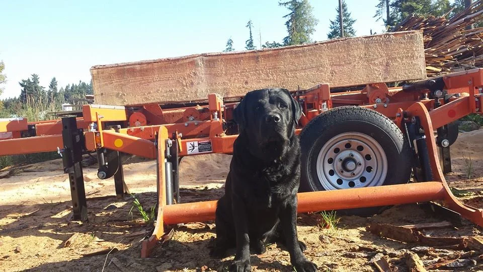 This is Lancelot, the saw-dog. He supervises our work to ensure the highest quality. He also tends to sit in the sawdust and woodchips, which we don't mind because it means he will smell great when we get back home! Lance is also quite active in politics - he even has his own Facebook page! - Update - Unfortunately our Lancelot passed away in 2017, but I can’t bear to take this picture down.