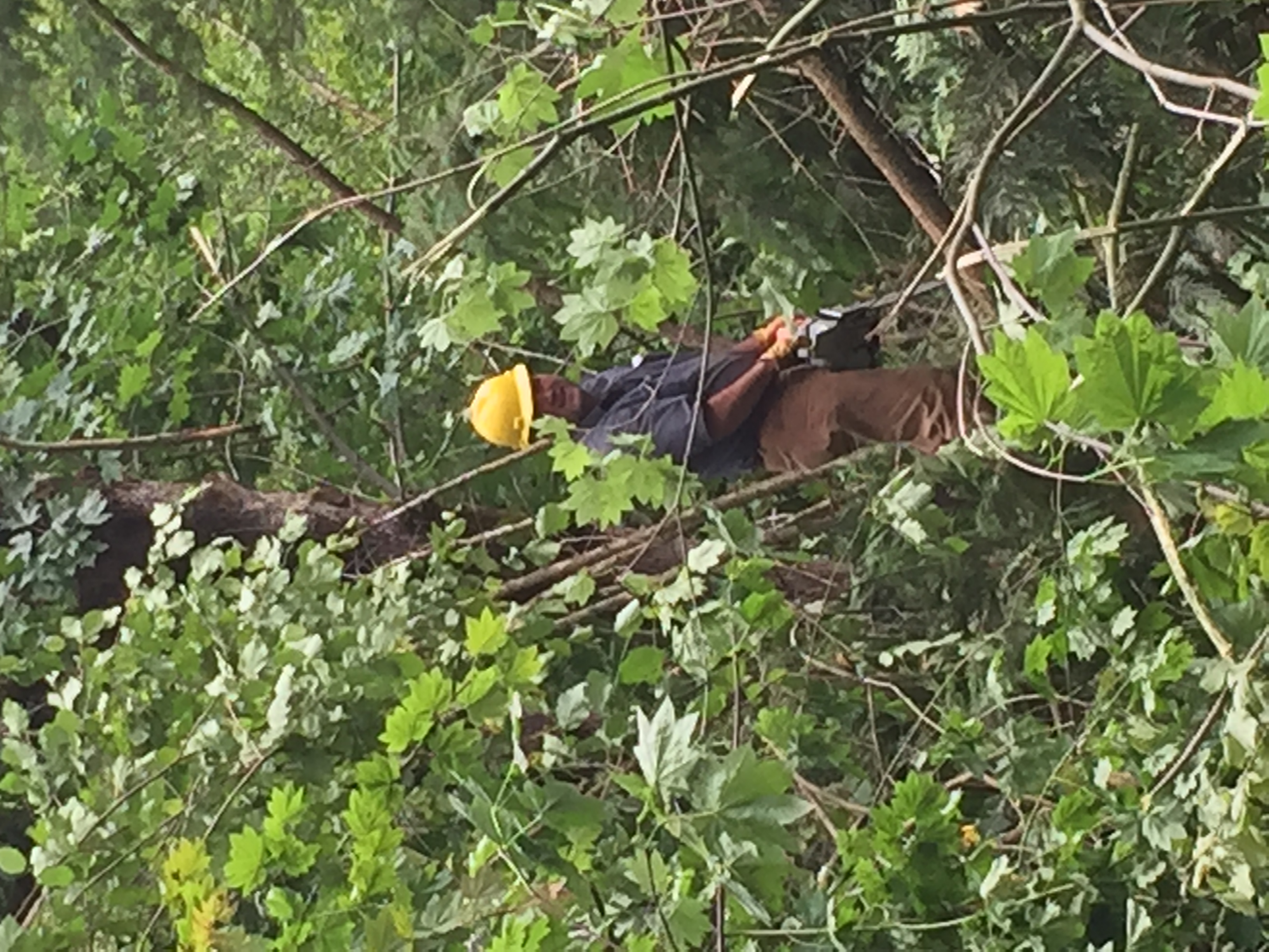   Let me tell ya, we were in the thick of it out there! This is my dad cutting off the branches so we could drag it out without it catching on things.  