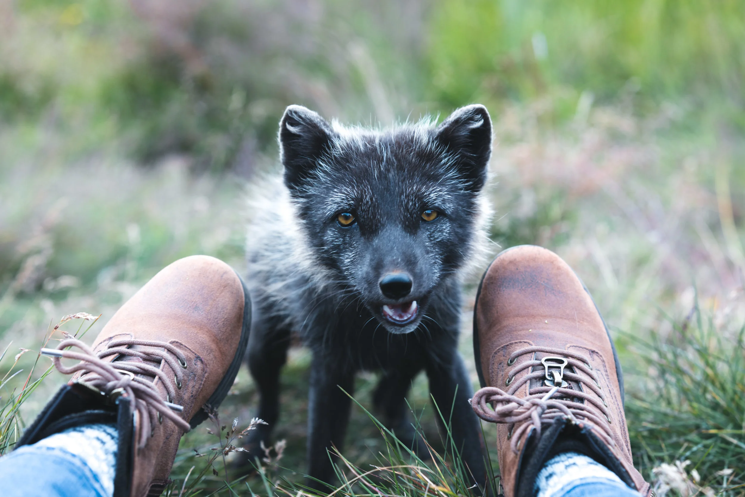 Curious Arctic Fox