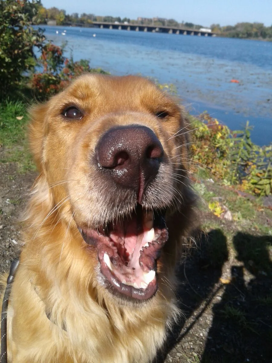 whiskey-somerville.jpg